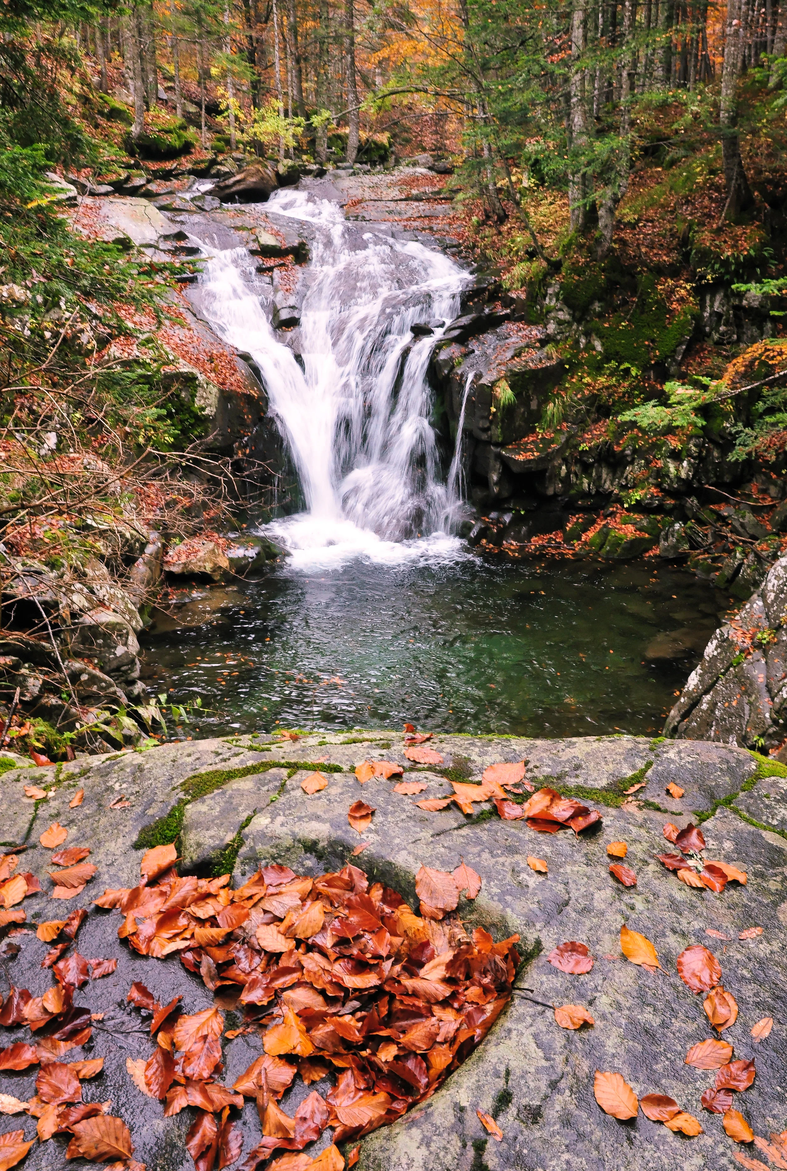 Forest Tranquility
