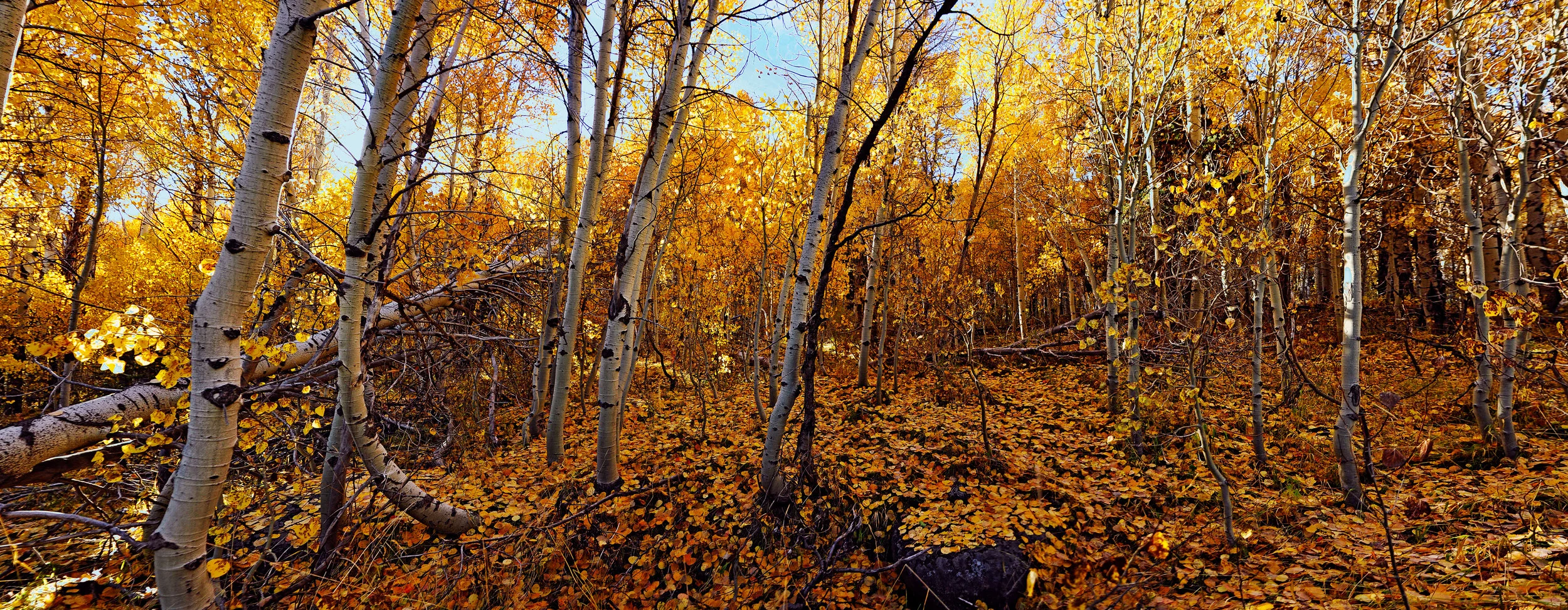 Dispersed Aspens
