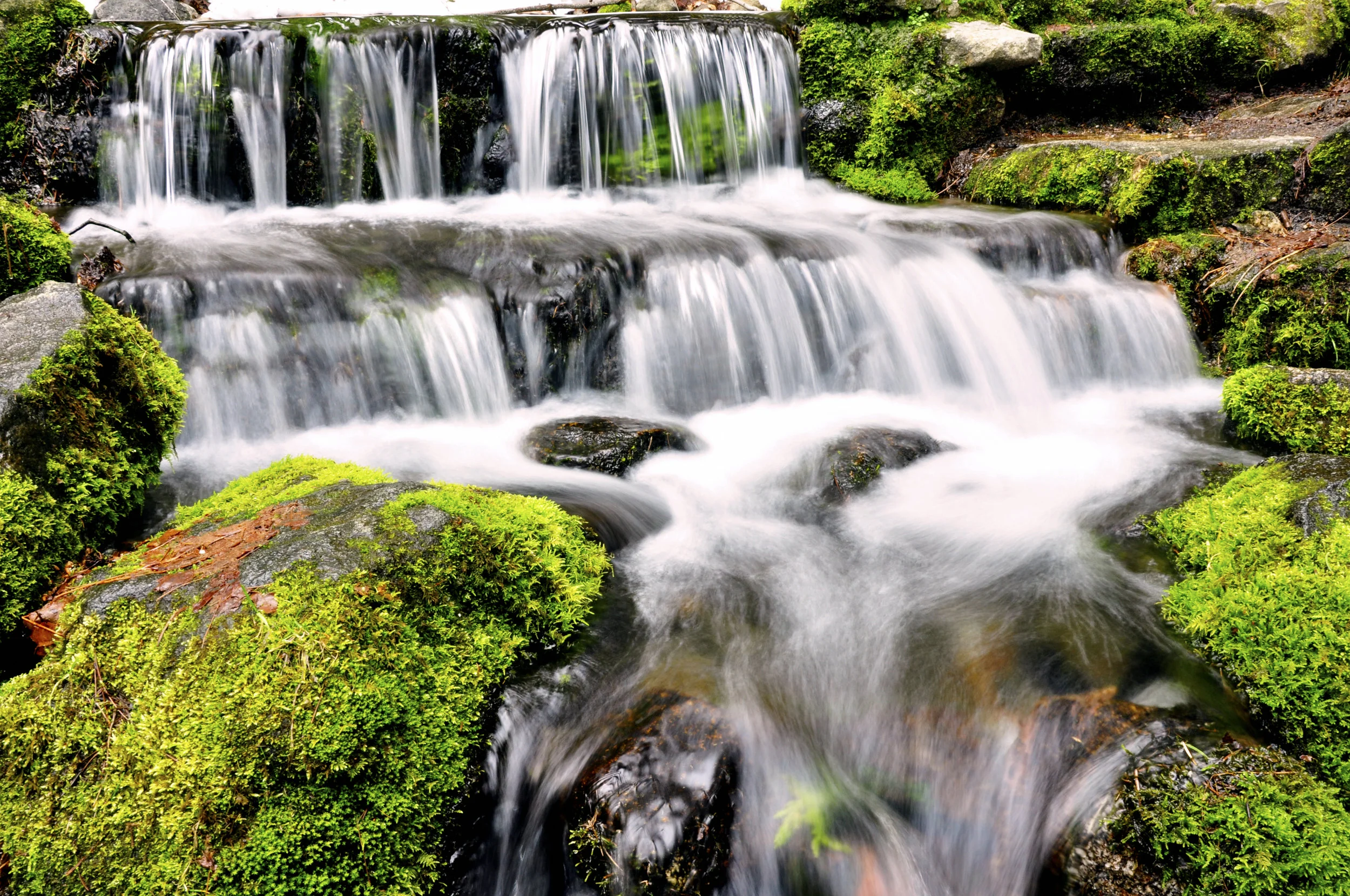 Spring of Life