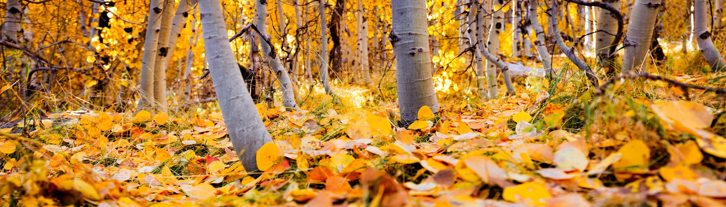 Aspen's Floor