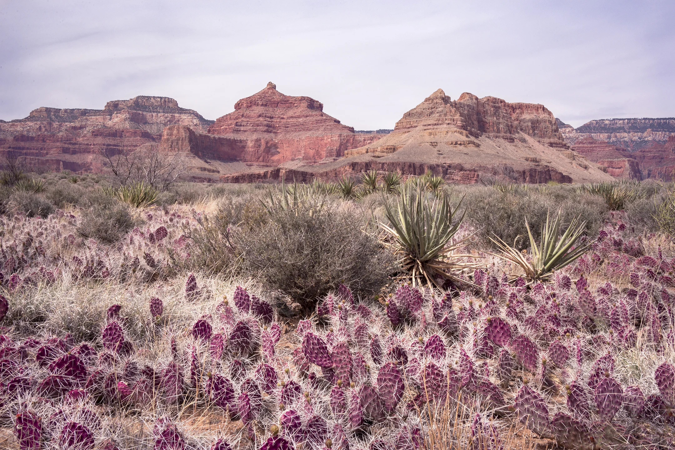 Prickley Palace