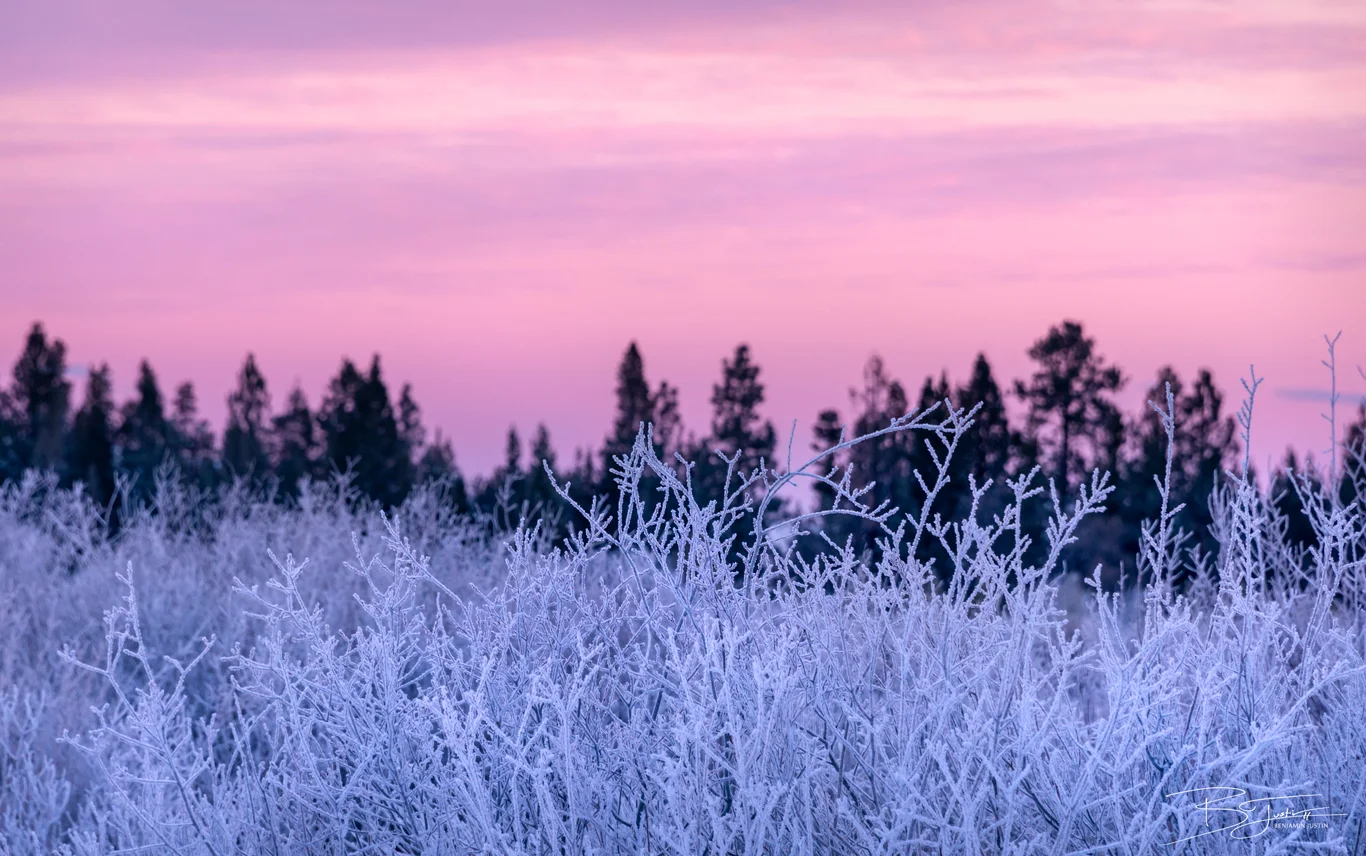 Frosted_w.jpg