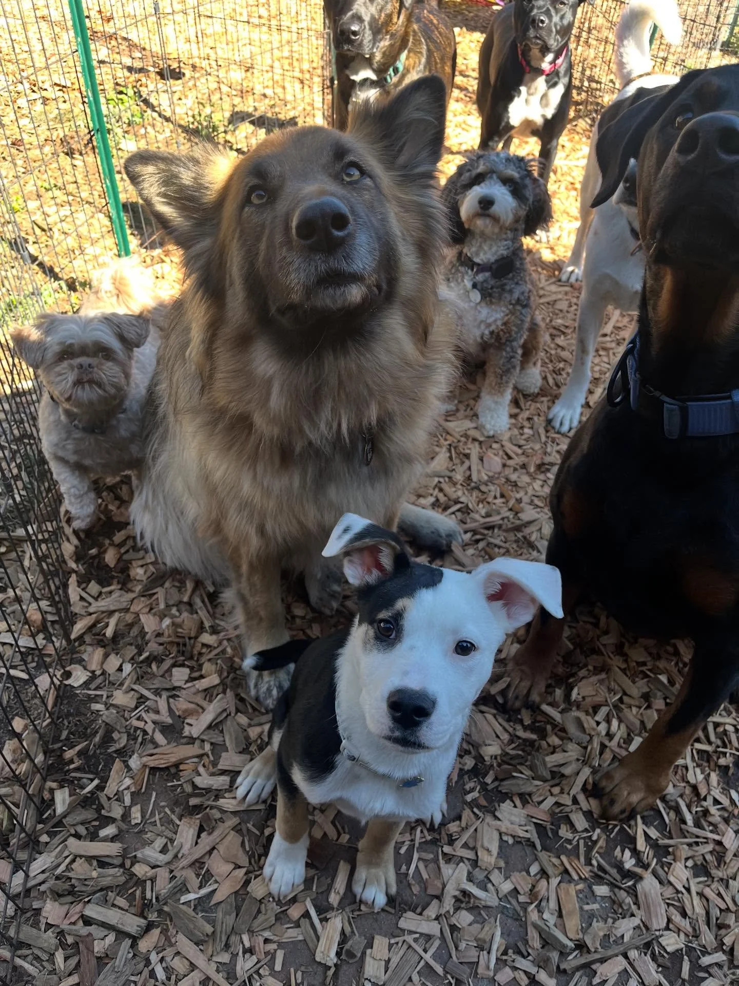 Just a bunch of happy pups living their best lives🐶 we have daycare openings! Tell your friends so their pups can join the fun💕