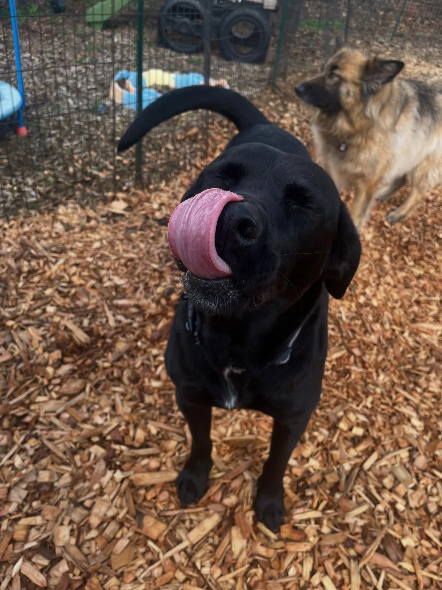 I&rsquo;m just here to pet all the dogs🐕