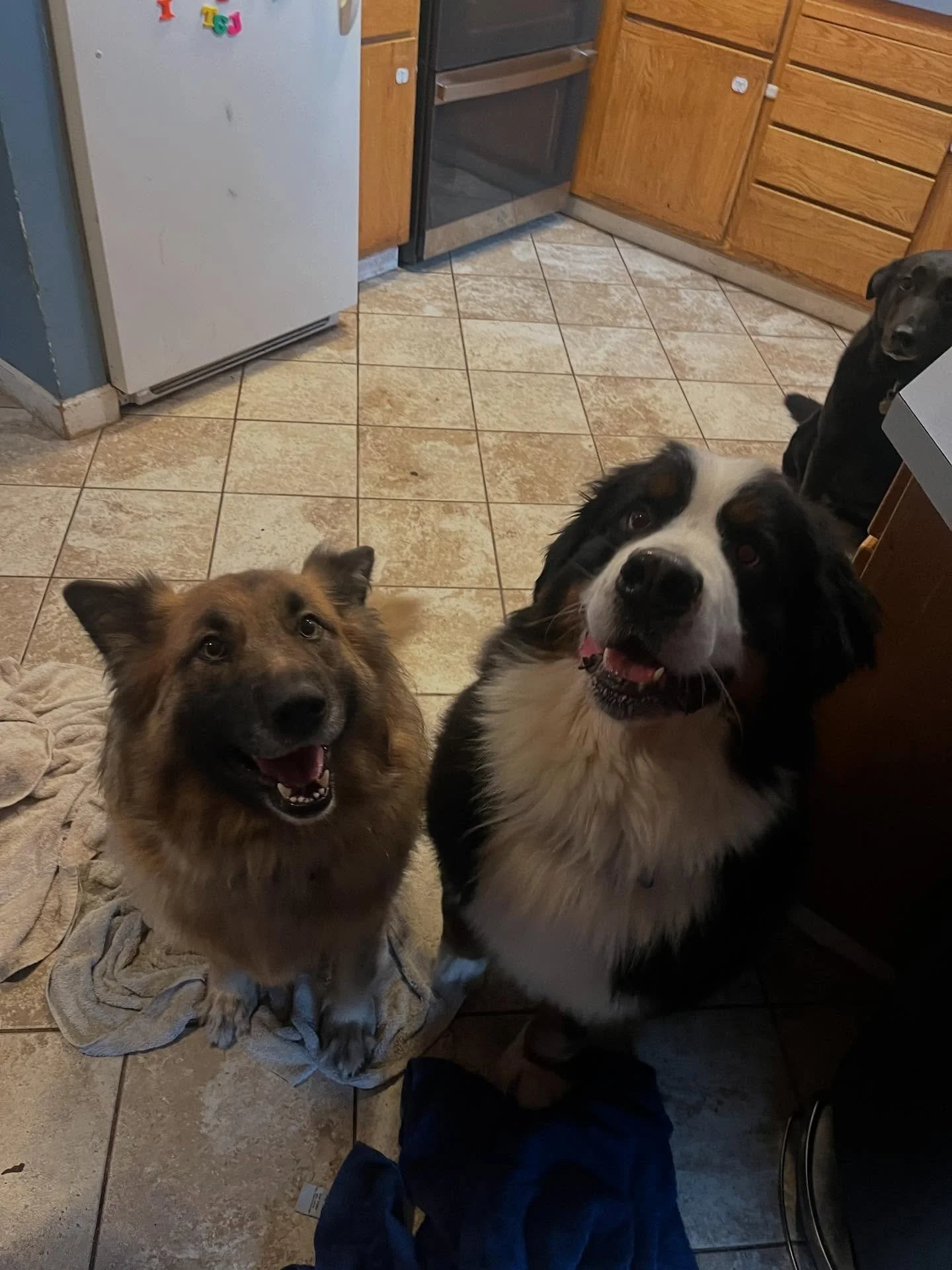 Swipe for pure serotonin🐾💕