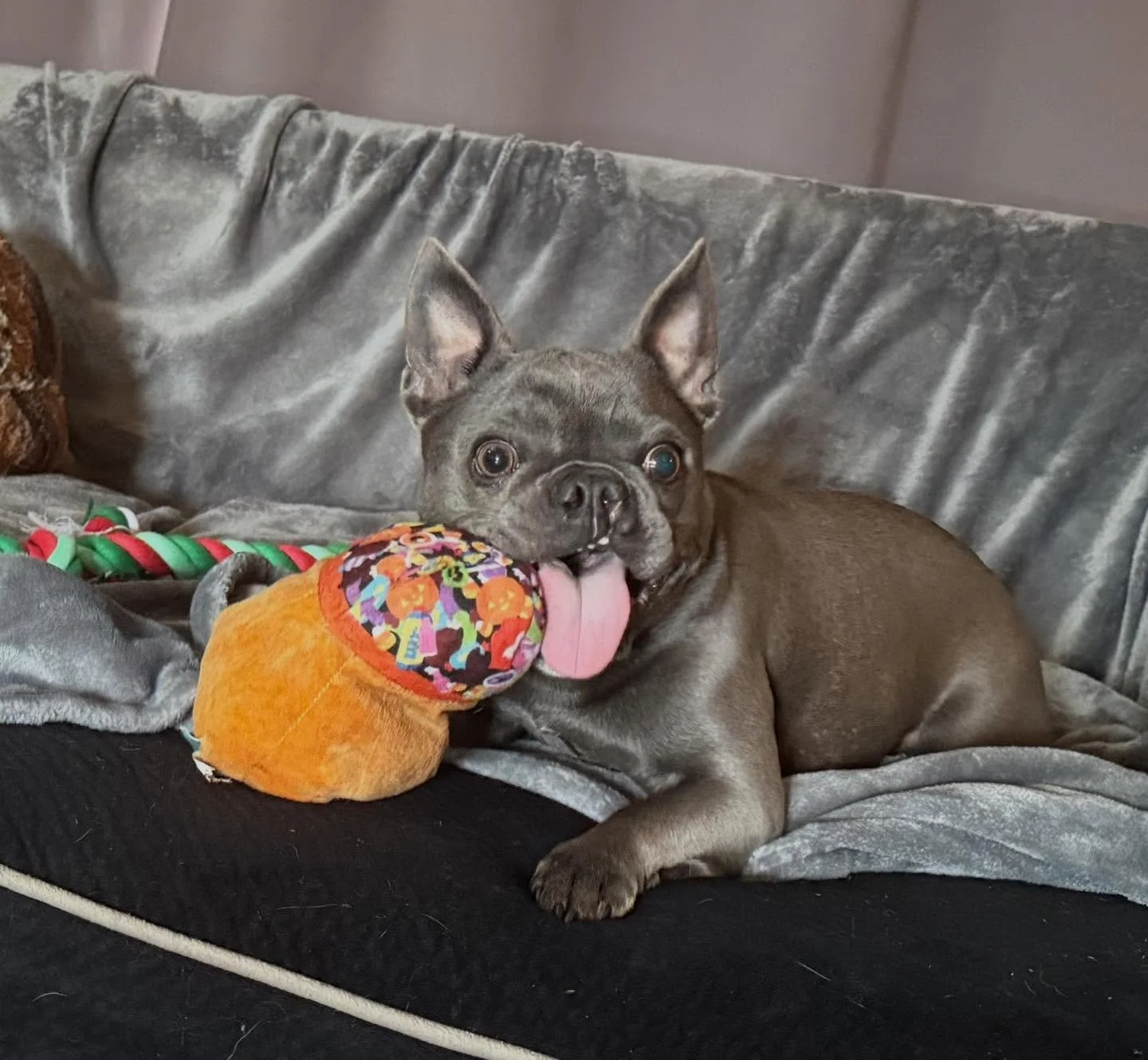 Hey Everyone!!
Due to this respiratory outbreak going around the Portland area, I&rsquo;m going to ask that all dogs take a pause from going to dog parks for at least a month.
If you are needing extra dog days during this time, please reach out! I wa