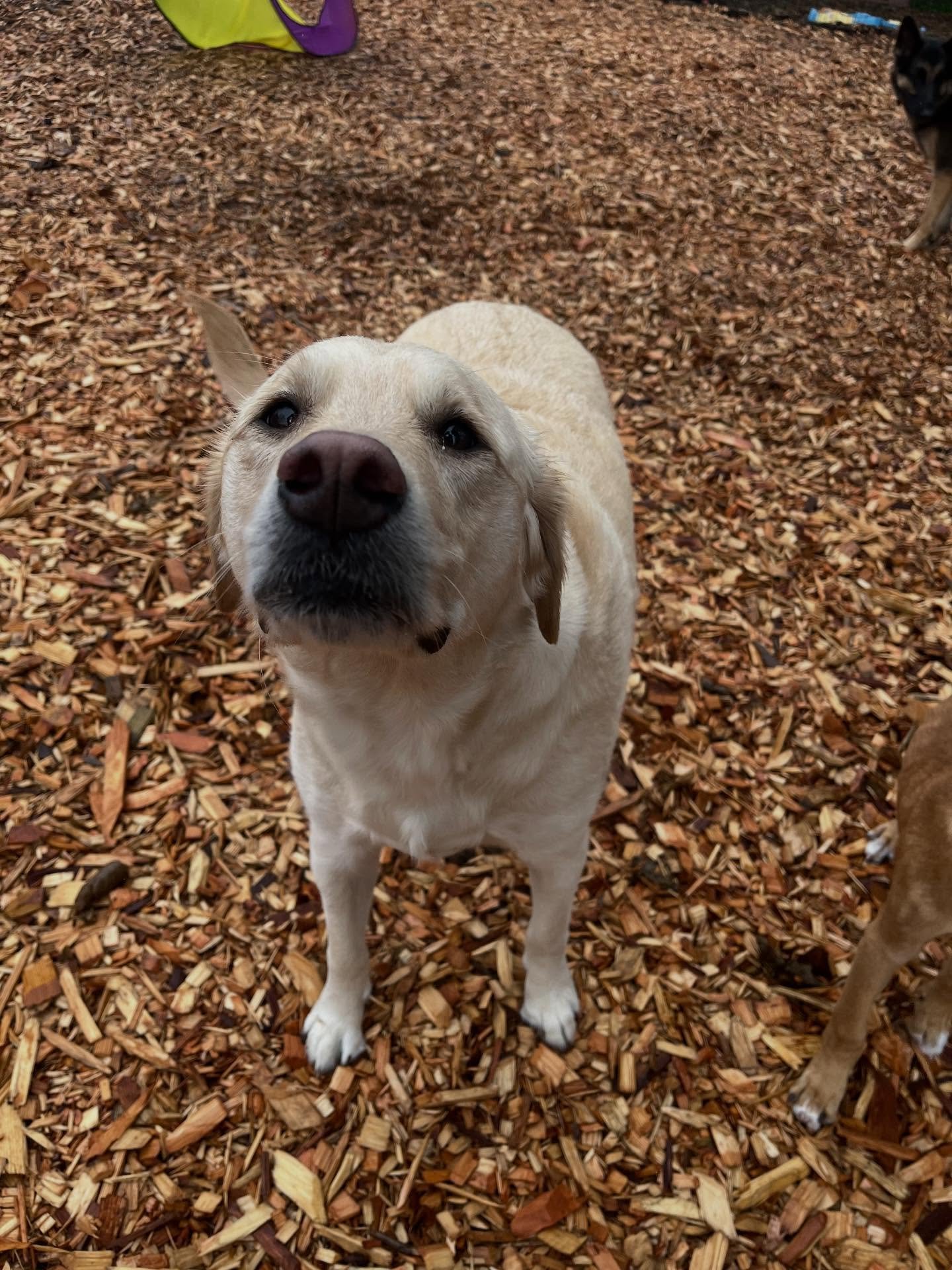 Love the sun bathing at daycare☀️🐾