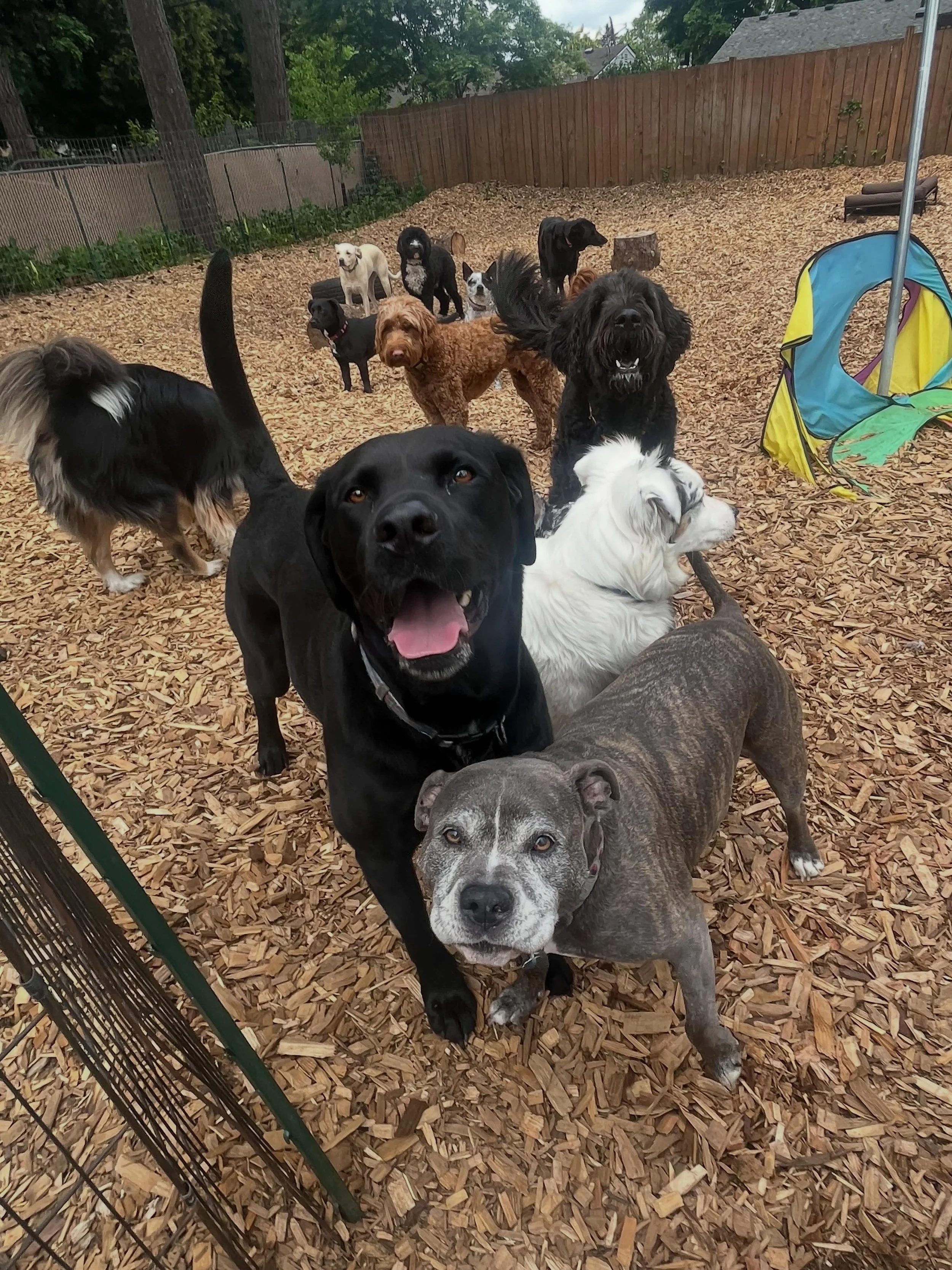 Living the doggy dream at daycare!🐶