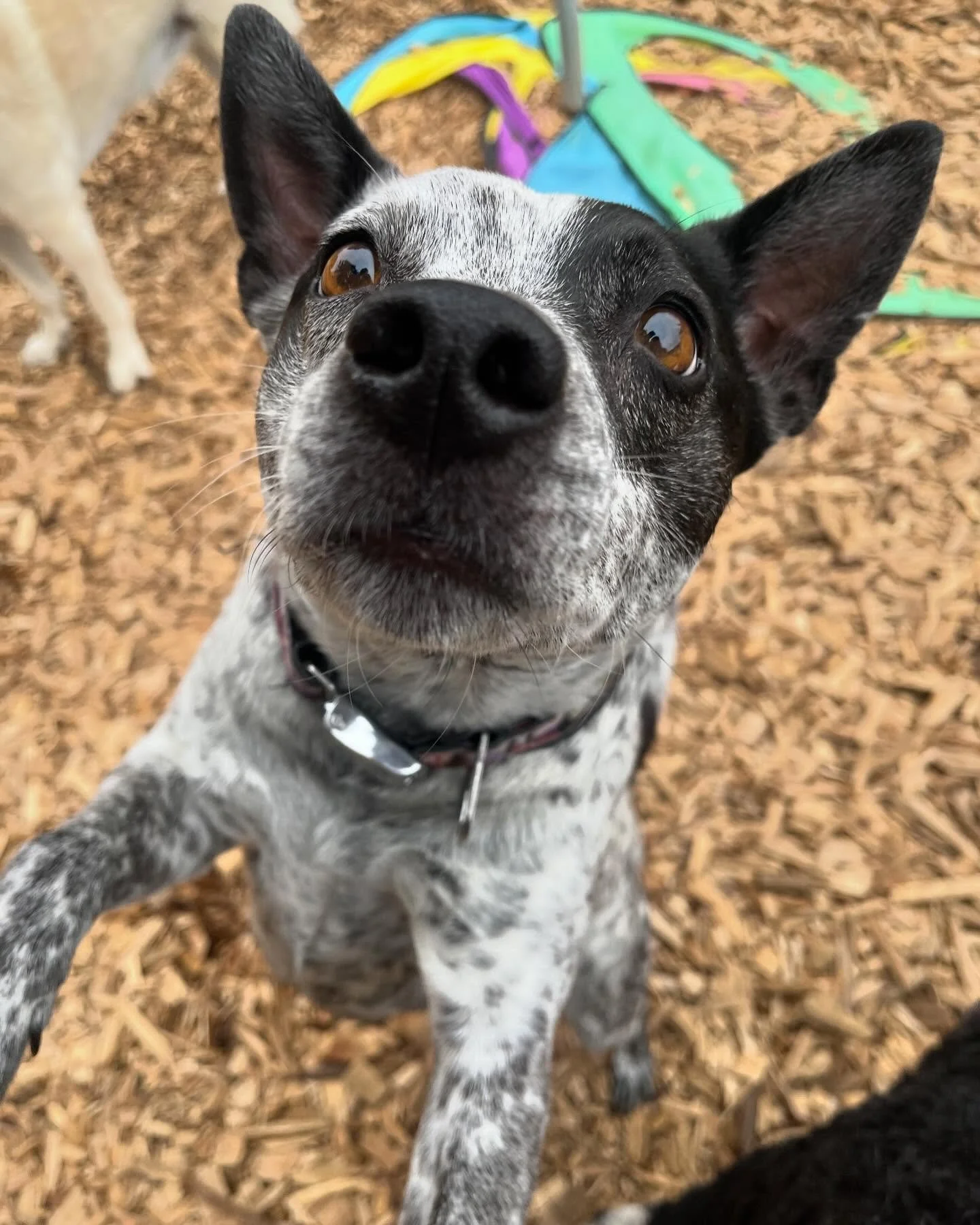 Happy Last Week Of May!!
Don&rsquo;t forget, this is your last week to buy daycare packages at old price before the new price kicks in!! 
Thank you everyone for your support and understanding!💙🐕