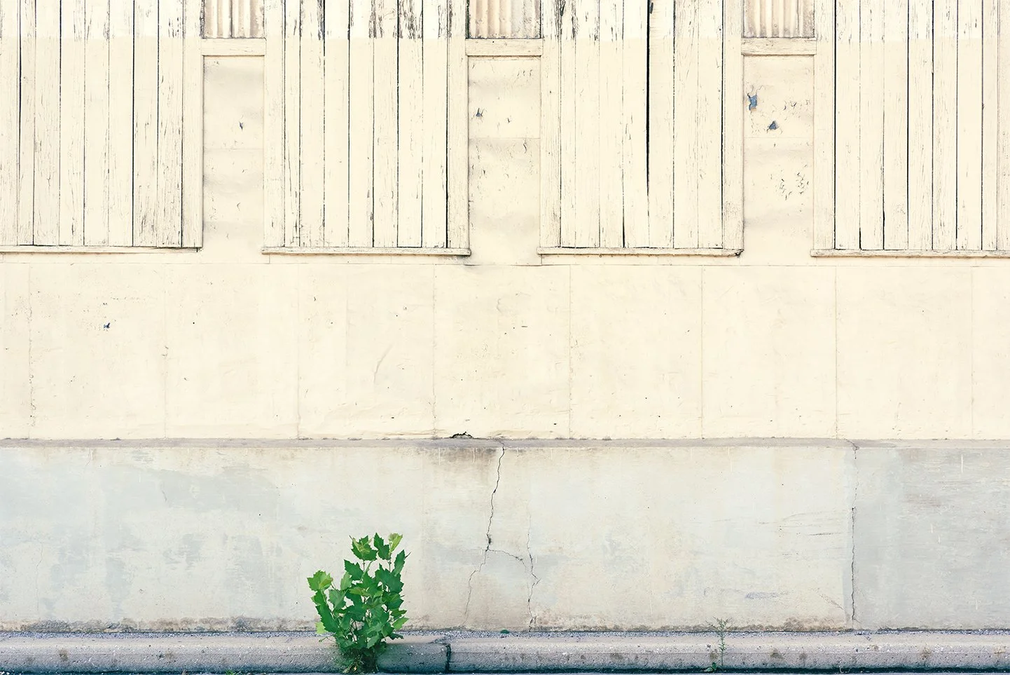 Act IX No.33, Oak Sprout