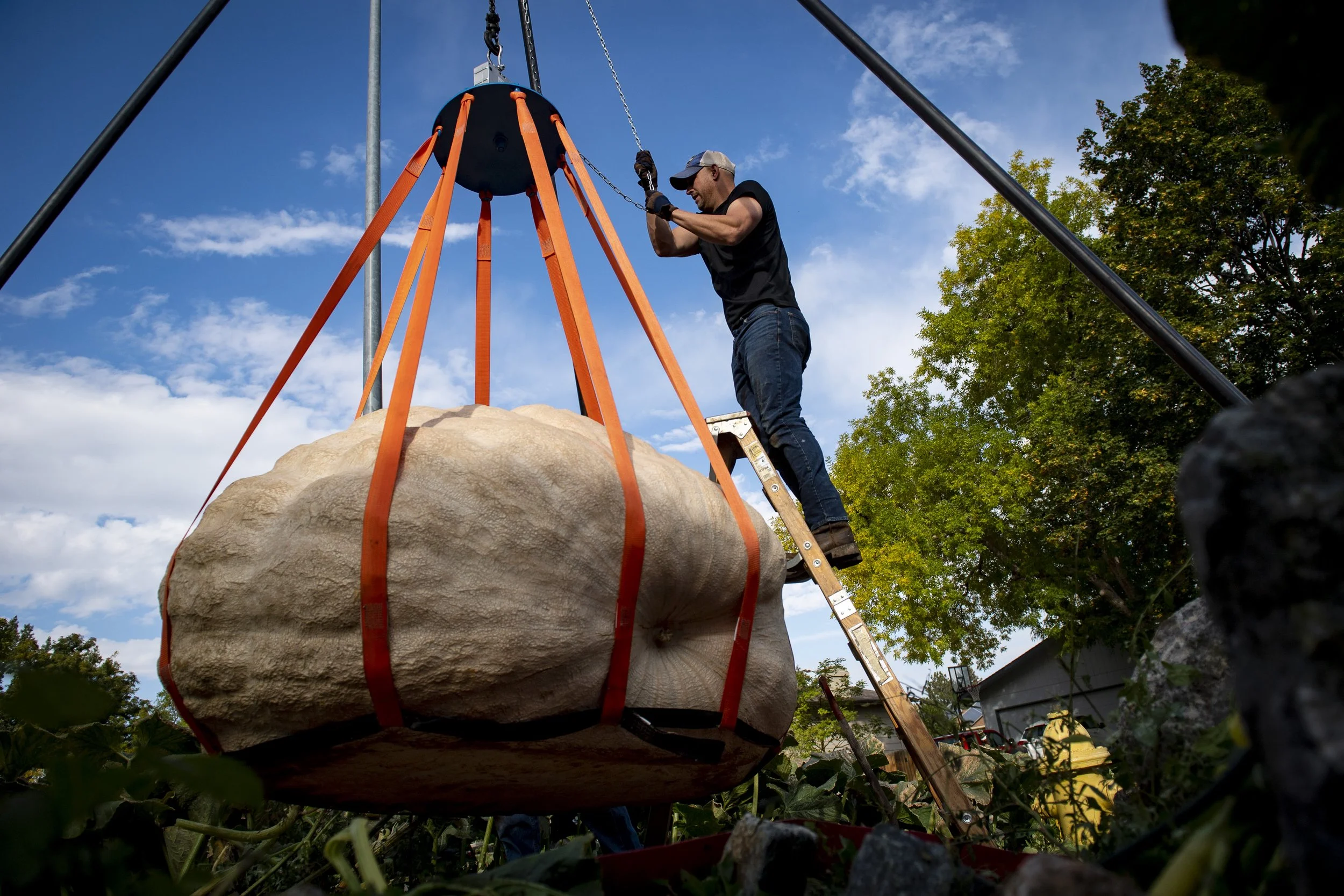  Brad Bledsoe hoist Greta the Pumpkin from its patch at Bledsoe's home in Fort Collins, Colo. on Friday, Oct. 7, 2022. 