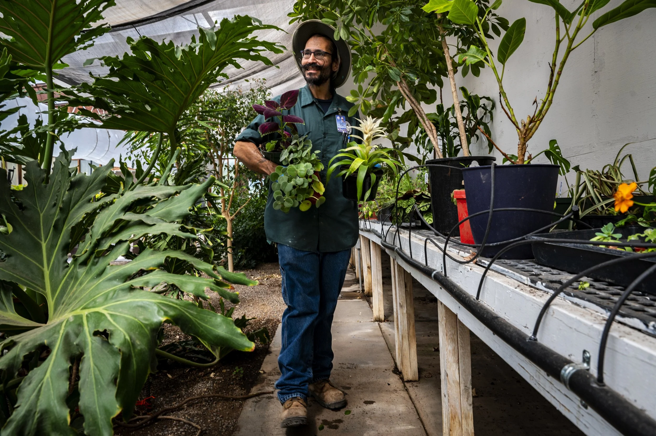  Michael Griego, a master gardener with the City of Albuquerque, collects plants inside the City of Albuquerque Park and Recreation Greenhouse in Albuquerque on Monday, Aug. 21, 2023. Griego has worked with the city for six years with the last four a