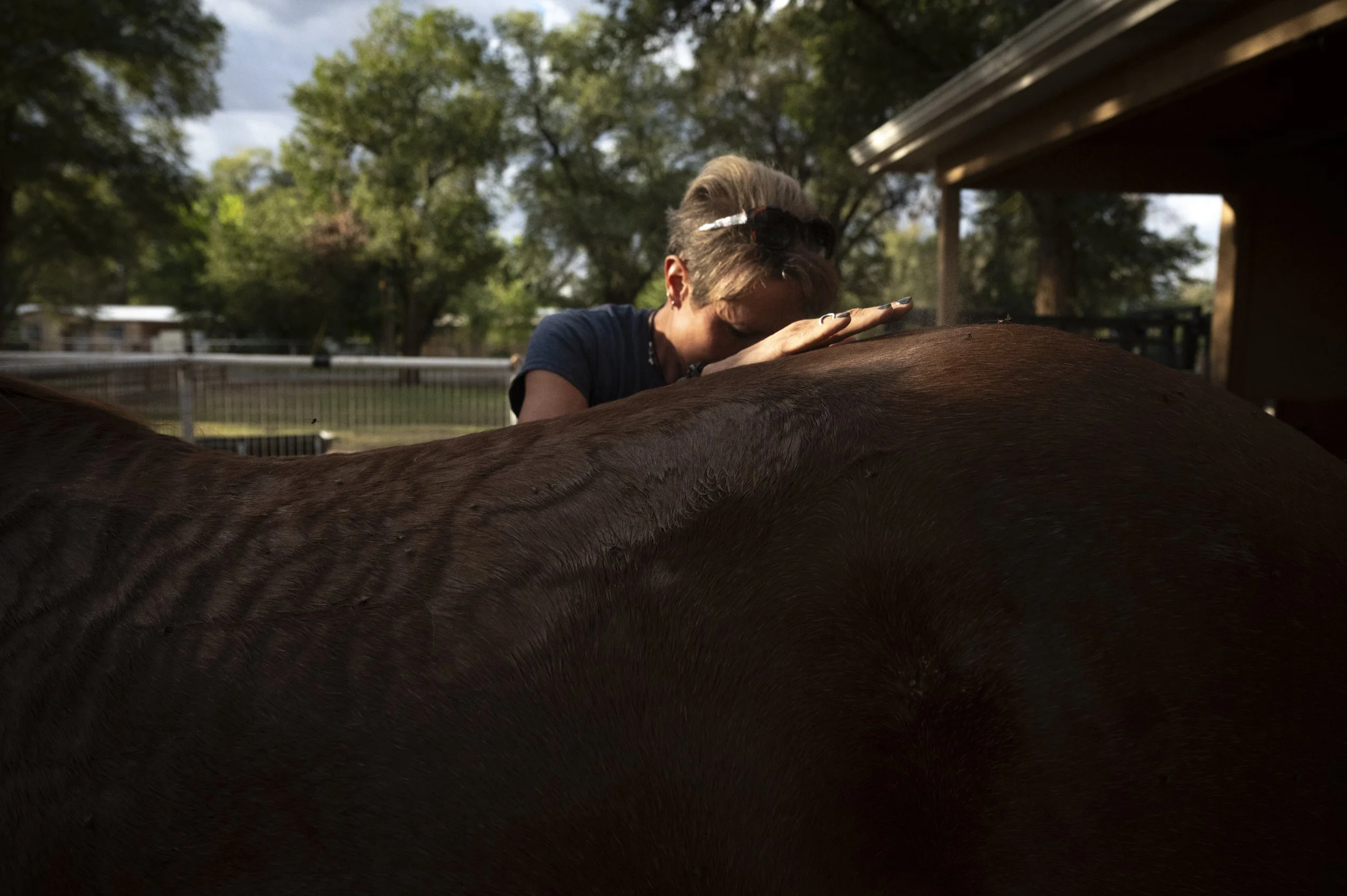  Diana DeBlanc does some chiropractic work on the hip of Jeffe, an 18-year-old gelding quarter horse, in Bosque Farms. 