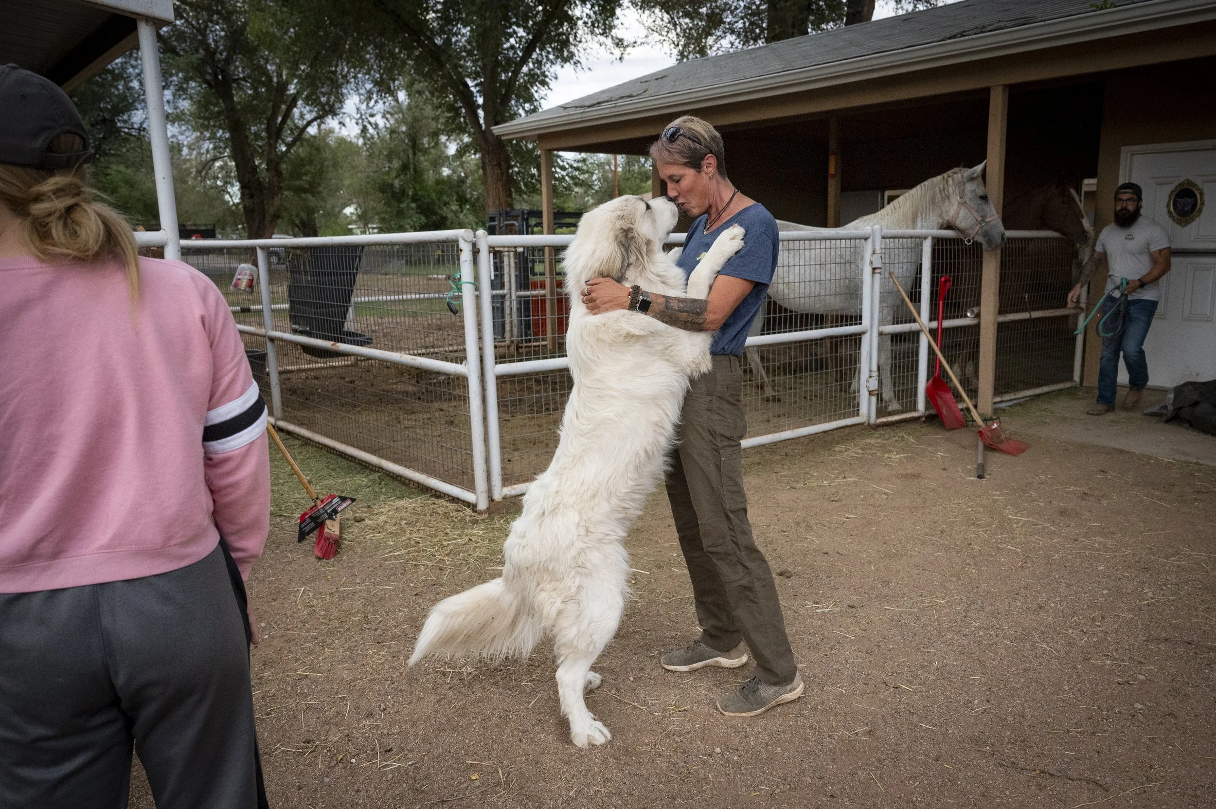  Albuquerque veterinarian Diana DeBlanc is greeted by Ryan, a Great Pyrenees, as she makes a stop in Bosque Farms to treat a horse. 