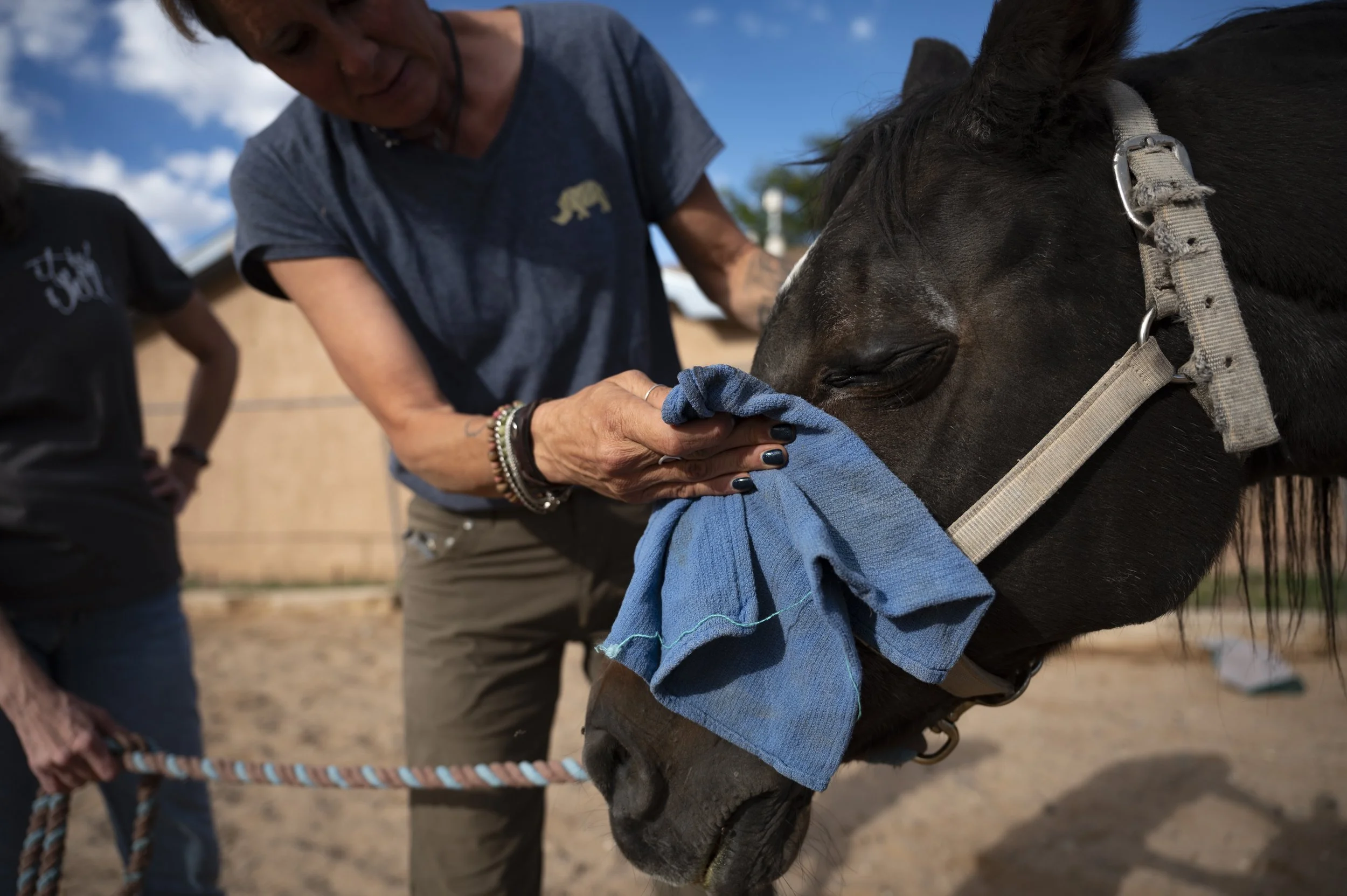 Diana DeBlanc cleans Lovie’s eyes after treating the 30-year-old Arabian in her Los Lunas corral. 