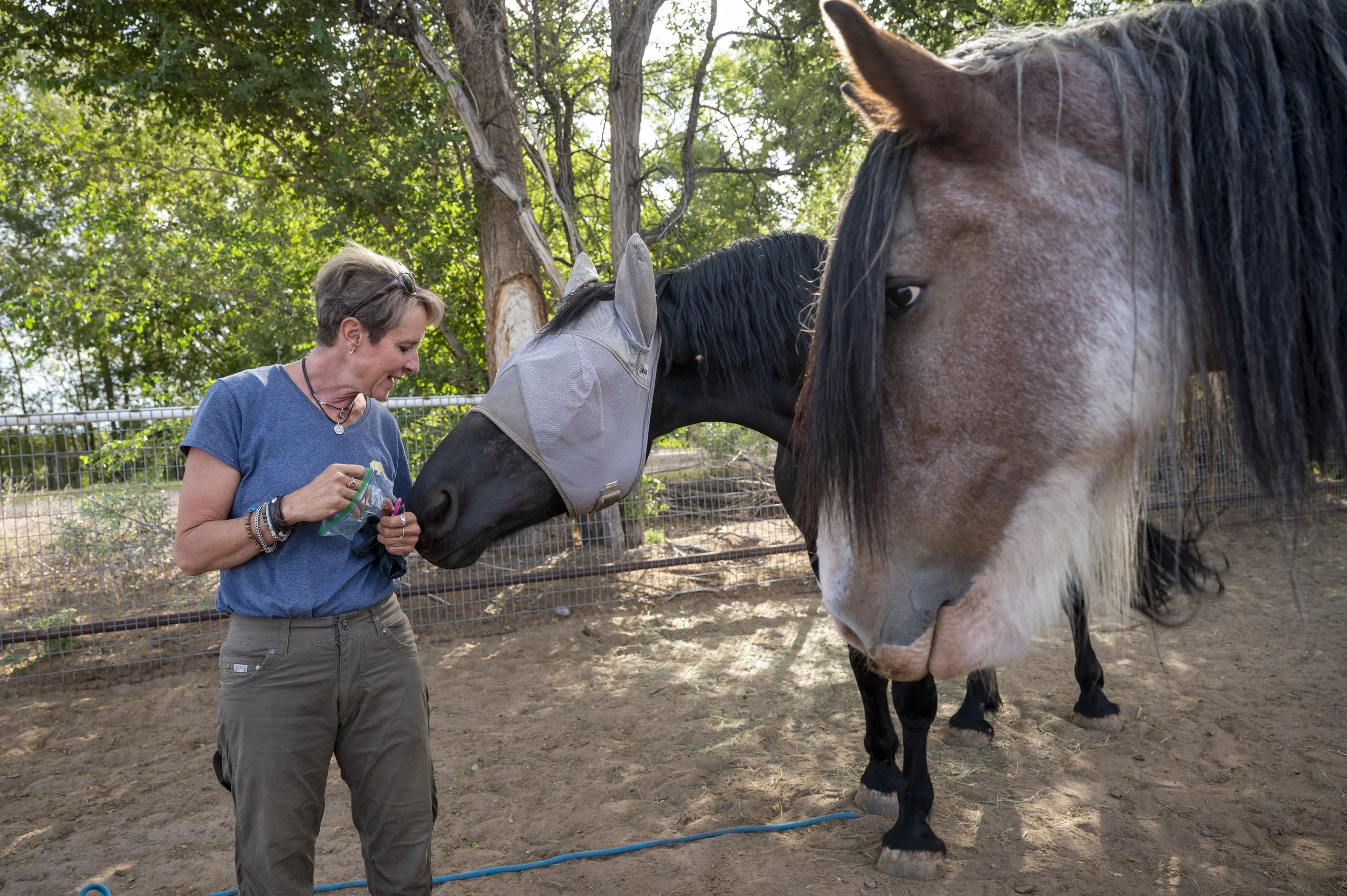  Albuquerque veterinarian Diana DeBlanc checks up on Murphy, left, a 2,000-pound Percheron, and Zeke, right, an 1,800-pound Clydesdale, at their corral in Los Lunas. DeBlanc is passionate about her work, but long hours, relatively low pay and emotion