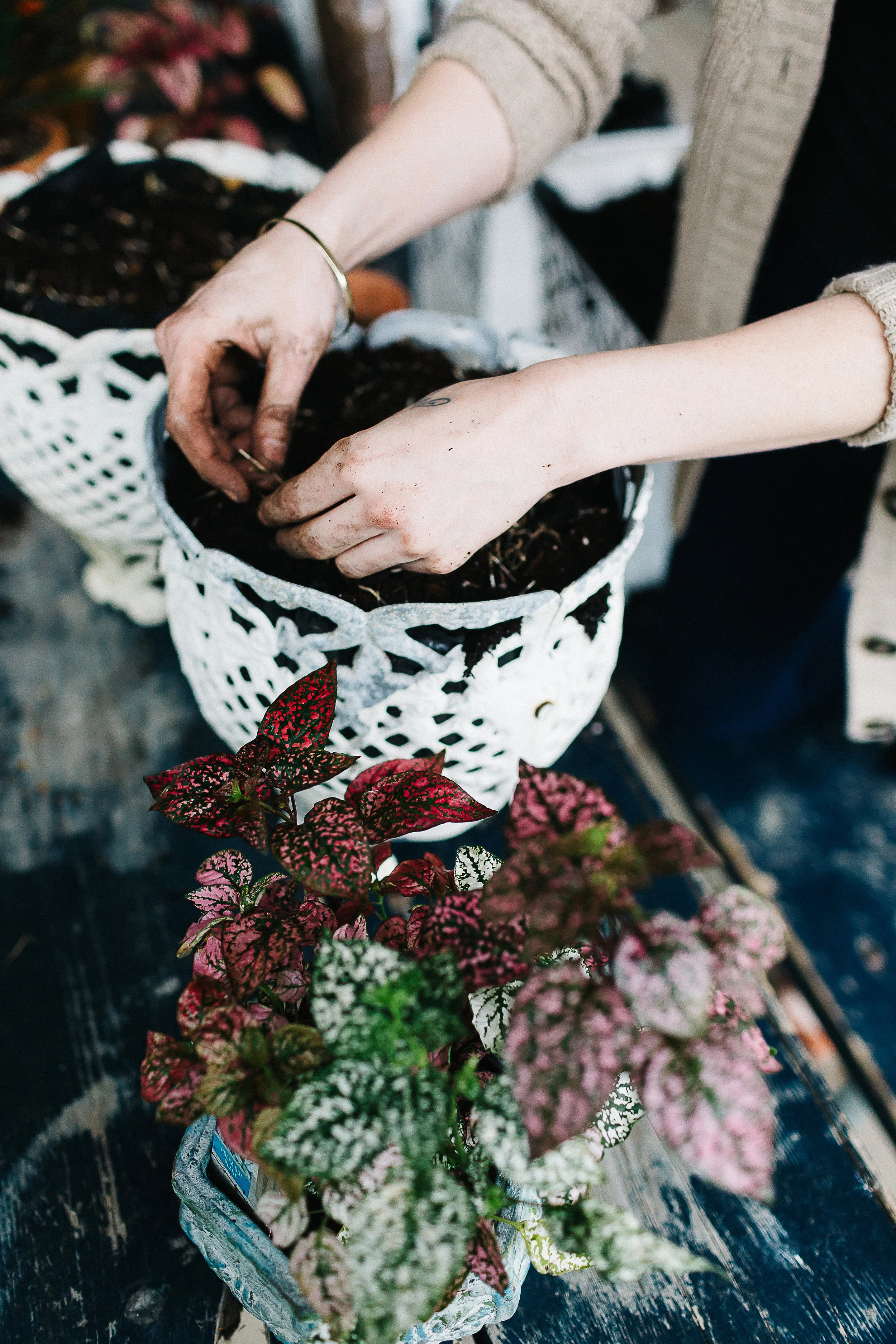 “7. Sprinkle marigold seeds and gently massage into top of soil with tips of fingers. The seeds like to be kept close to the surface and evenly moist.”