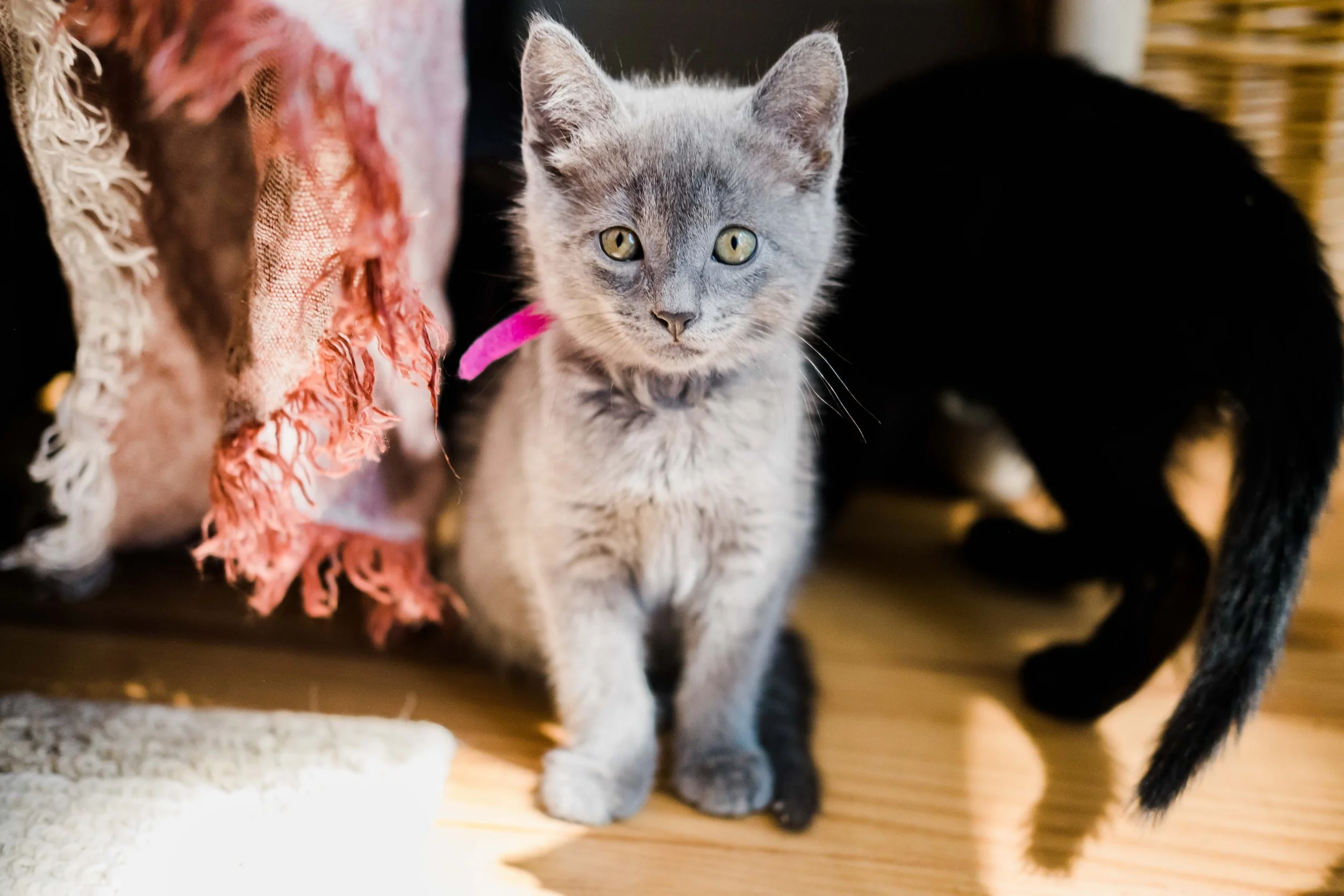 Kitten Party with ABC Cat Rescue Foster Kittens | Chilliwack Photographer