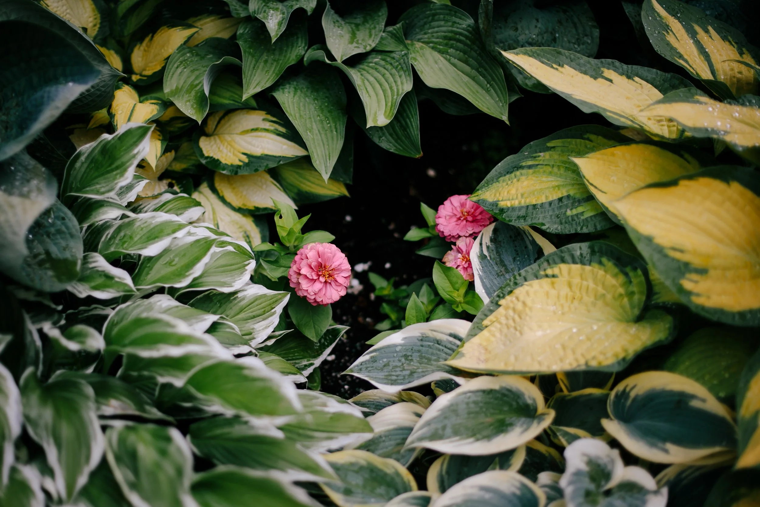 7_SarahSovereignPhotography_GriefGarden.JPG
