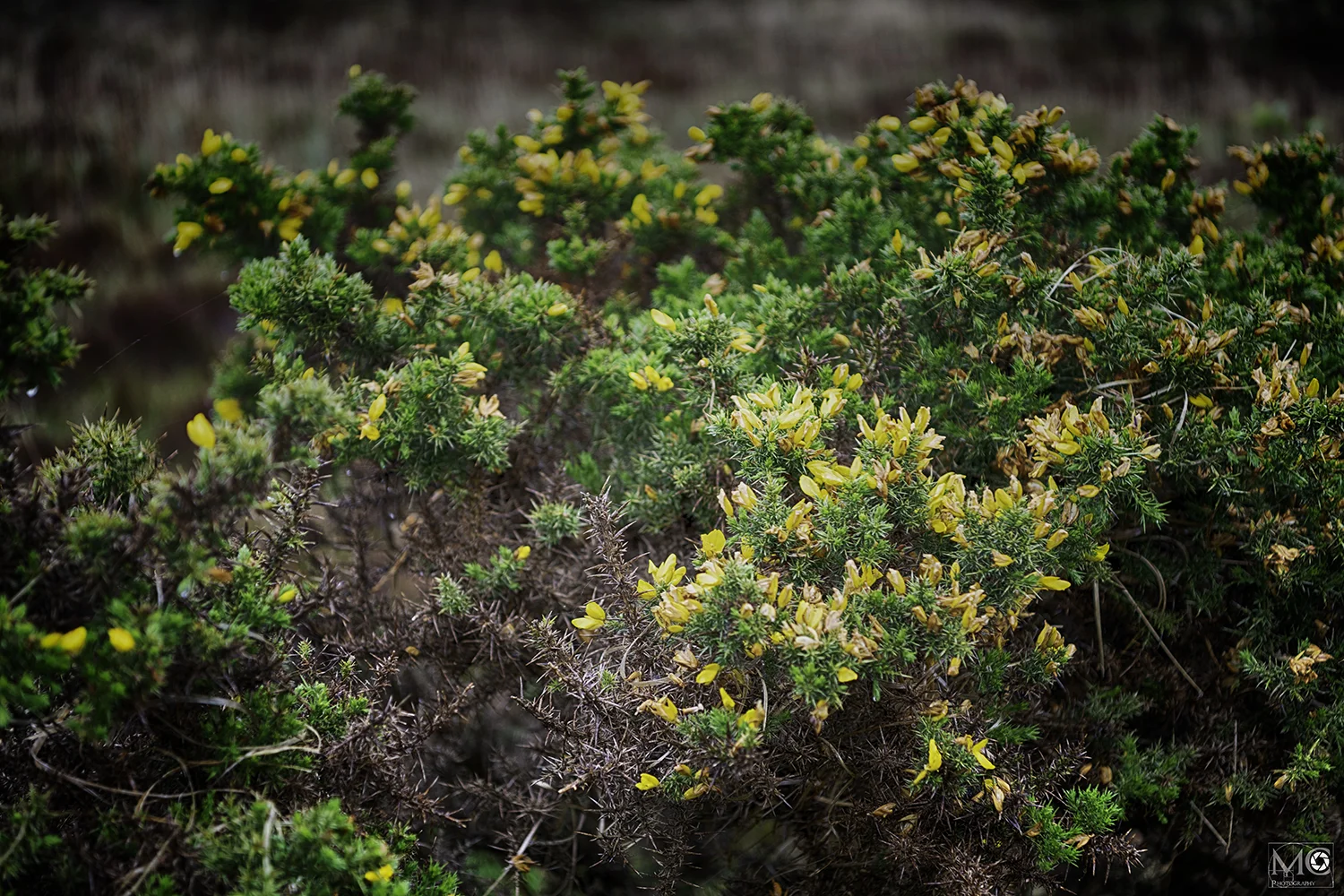 A gorse bush in Glenveagh National Park, Letterkenny, Co. Donegal, Ireland