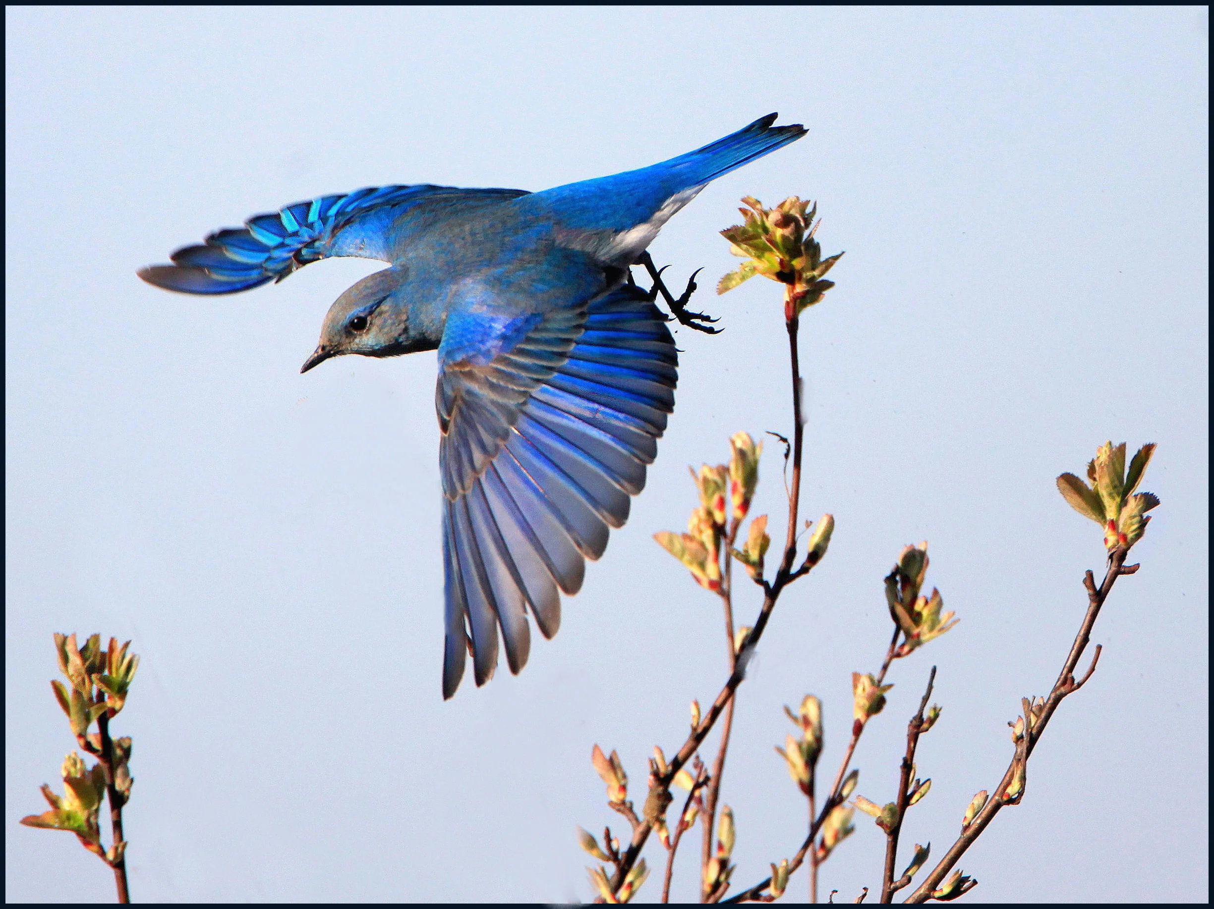 Bluebird by nigel.jpg