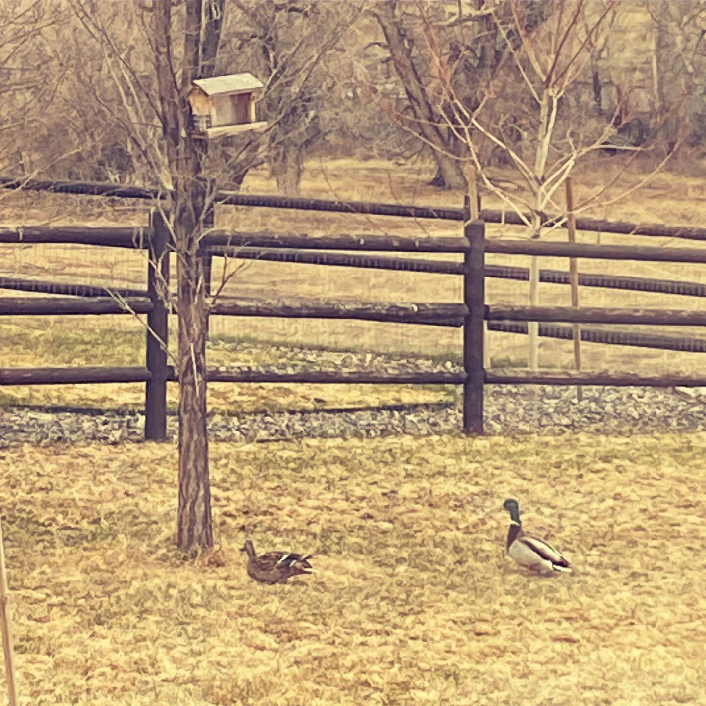 this morning, our hanging bird feeder attracted an unexpected variety.