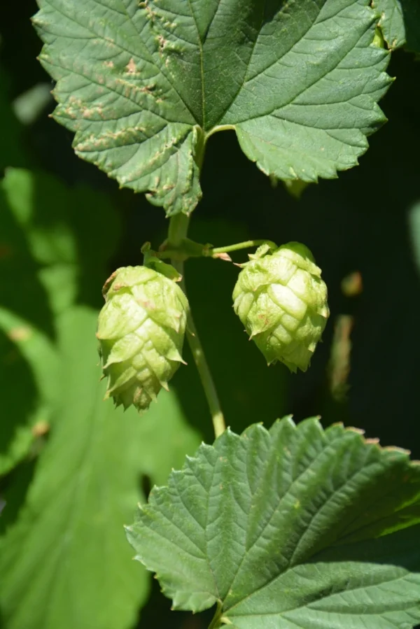 Alpha acids in hops come from soft resins in the lupulin glands of the hop flower.