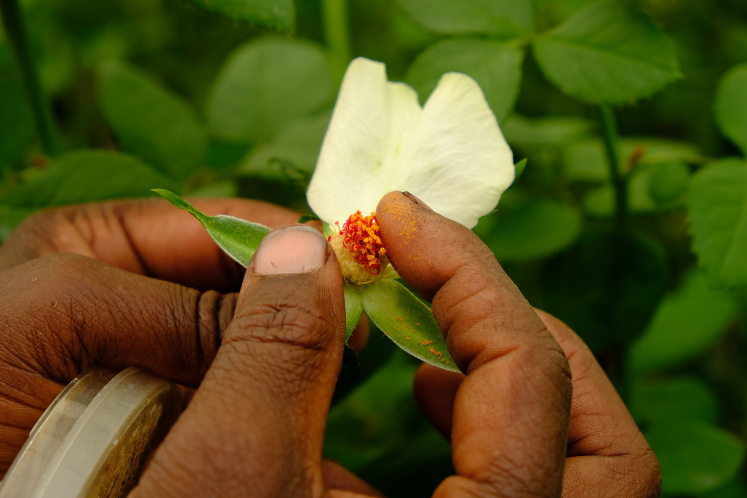 Naivasha flower farms by Joost Bastmeijer 4.jpg
