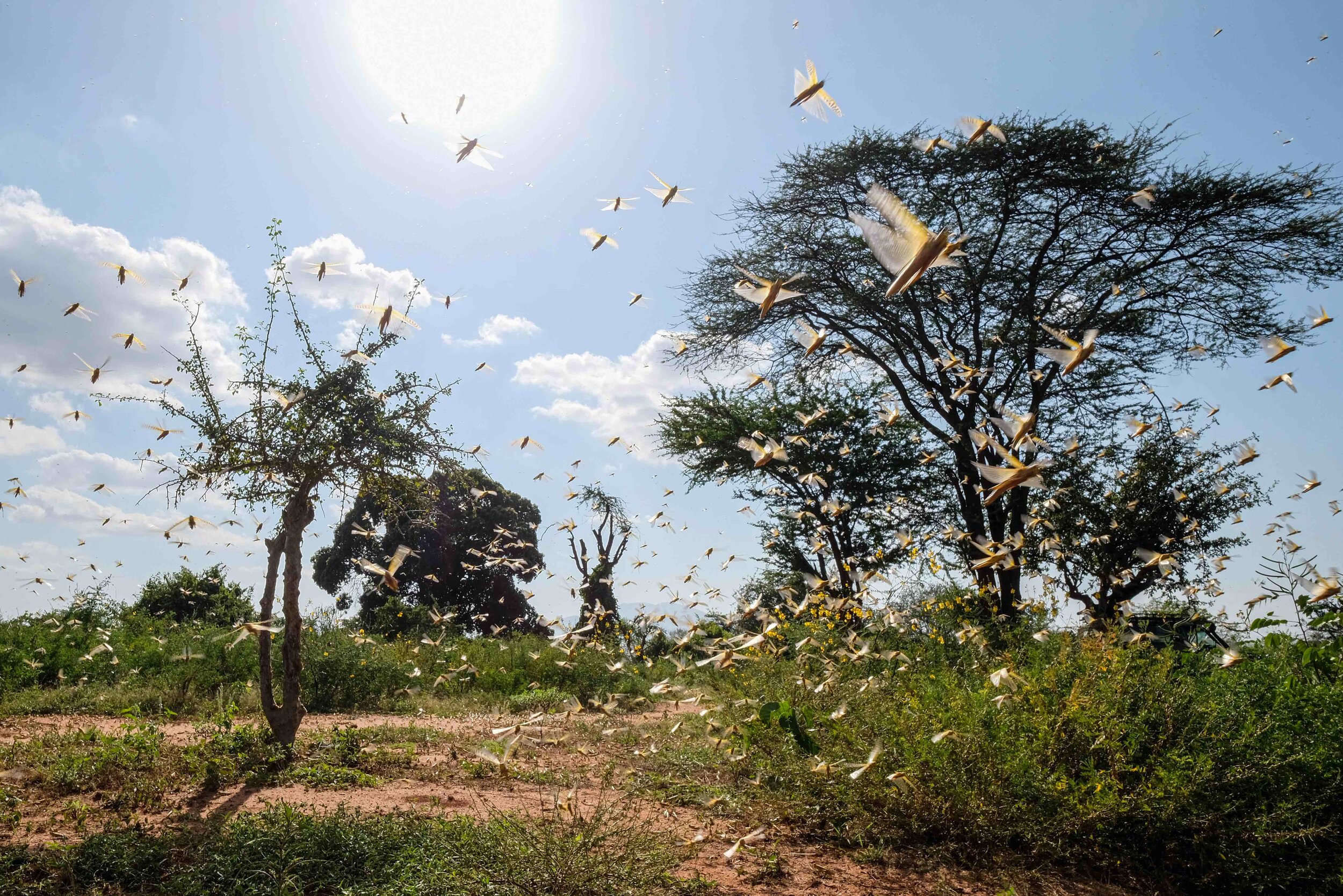 Woestijnsprinkhanen in Kenia door Joost Bastmeijer-43.jpg