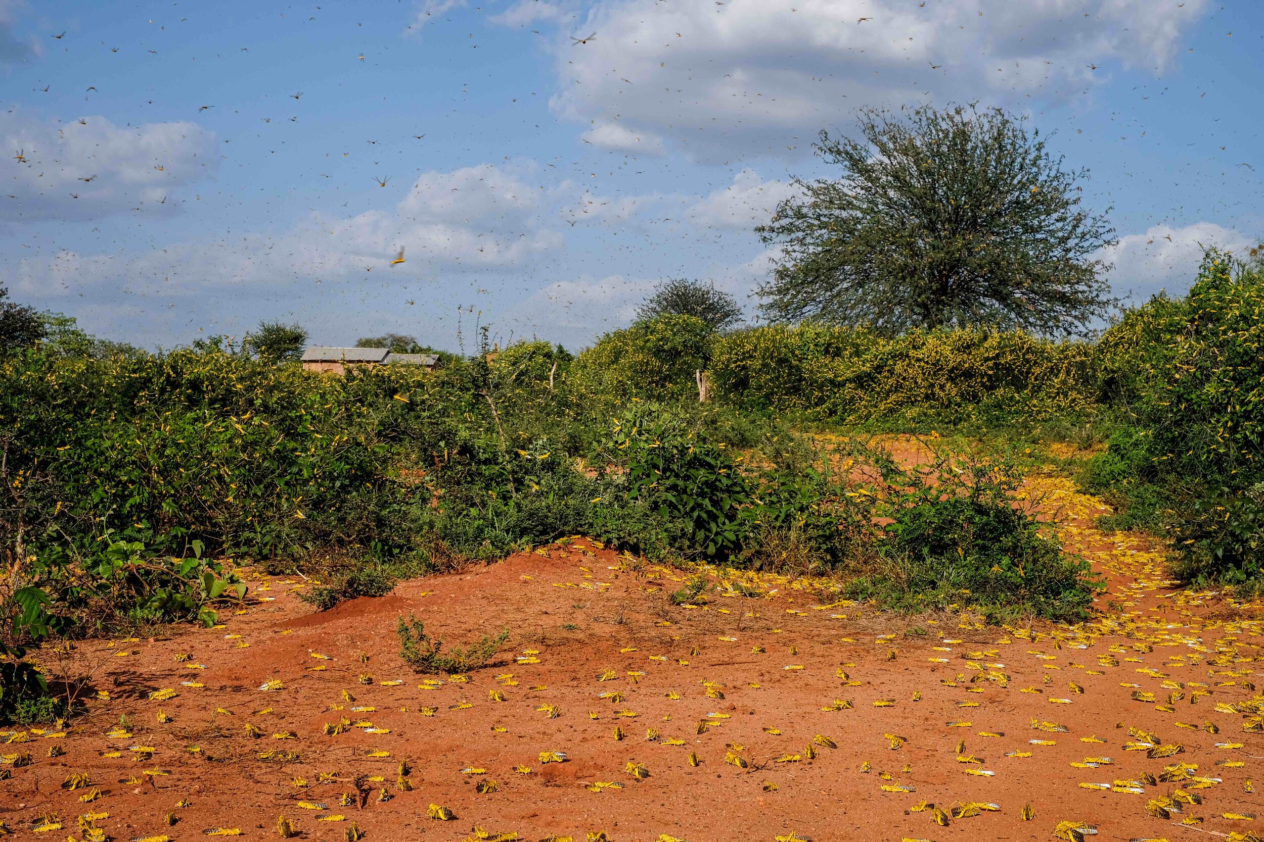 Woestijnsprinkhanen in Kenia door Joost Bastmeijer-50.jpg