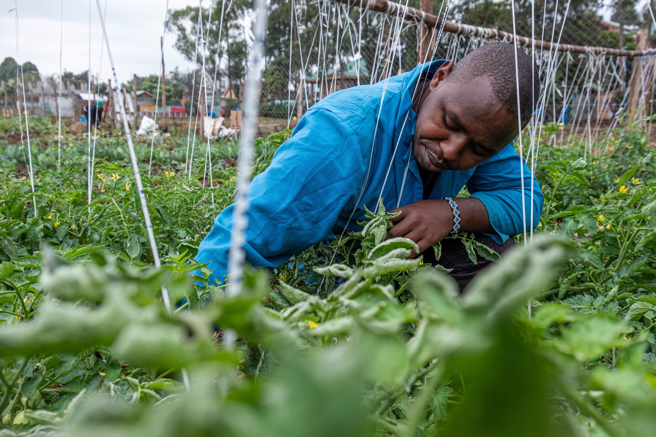 Kenyan teachers pick up farming to beat Covid unemployment | By Joost Bastmeijer-9.jpg