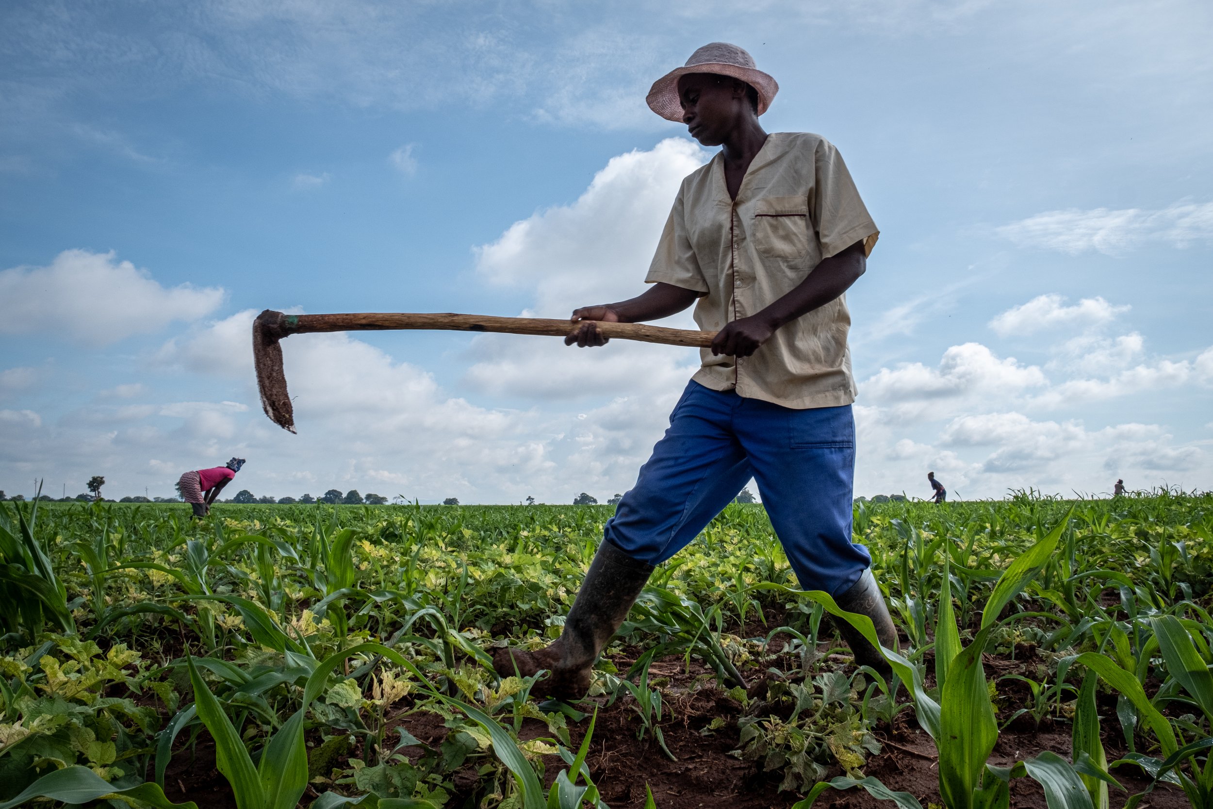 Zim Wheat-0347.jpg