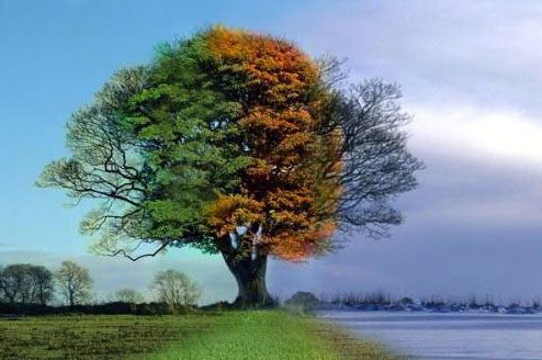 4-seasons-1-tree.jpg