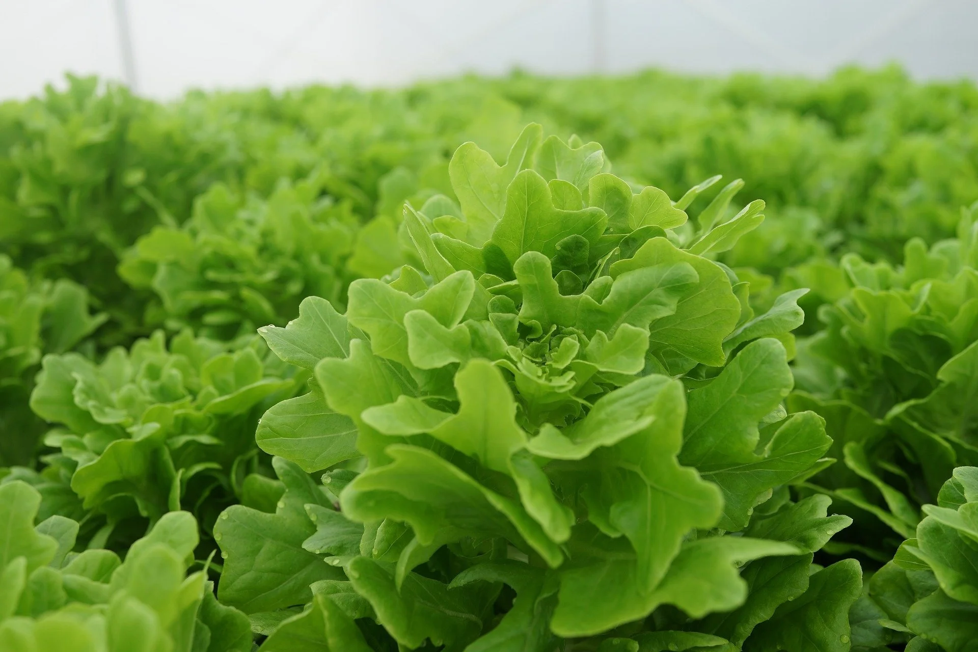 vegetable-cultivation-g681d9f10f_1920.jpg