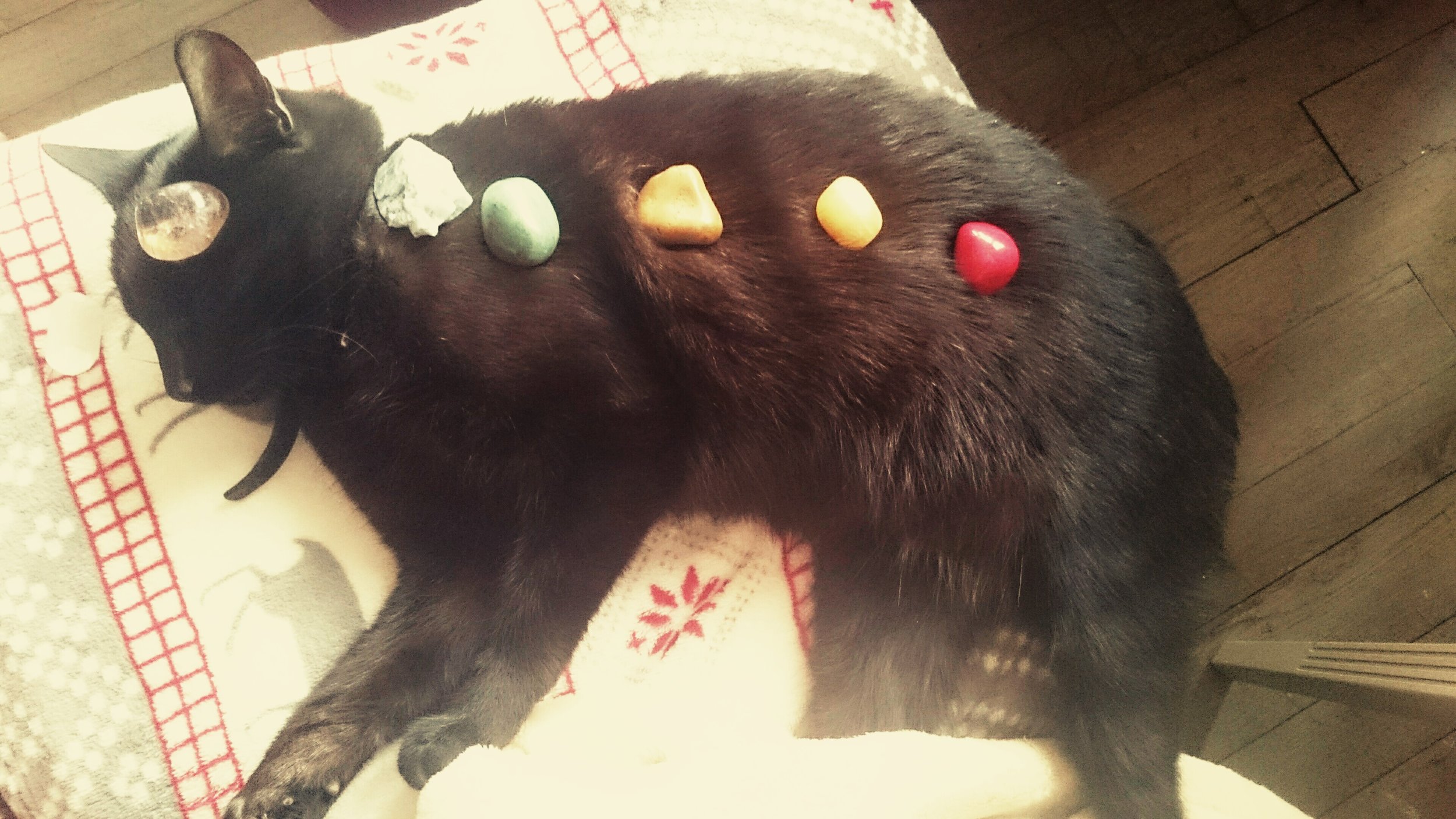 Chakra Balancing - not just for humans! Beasley gets in on the energy work.
