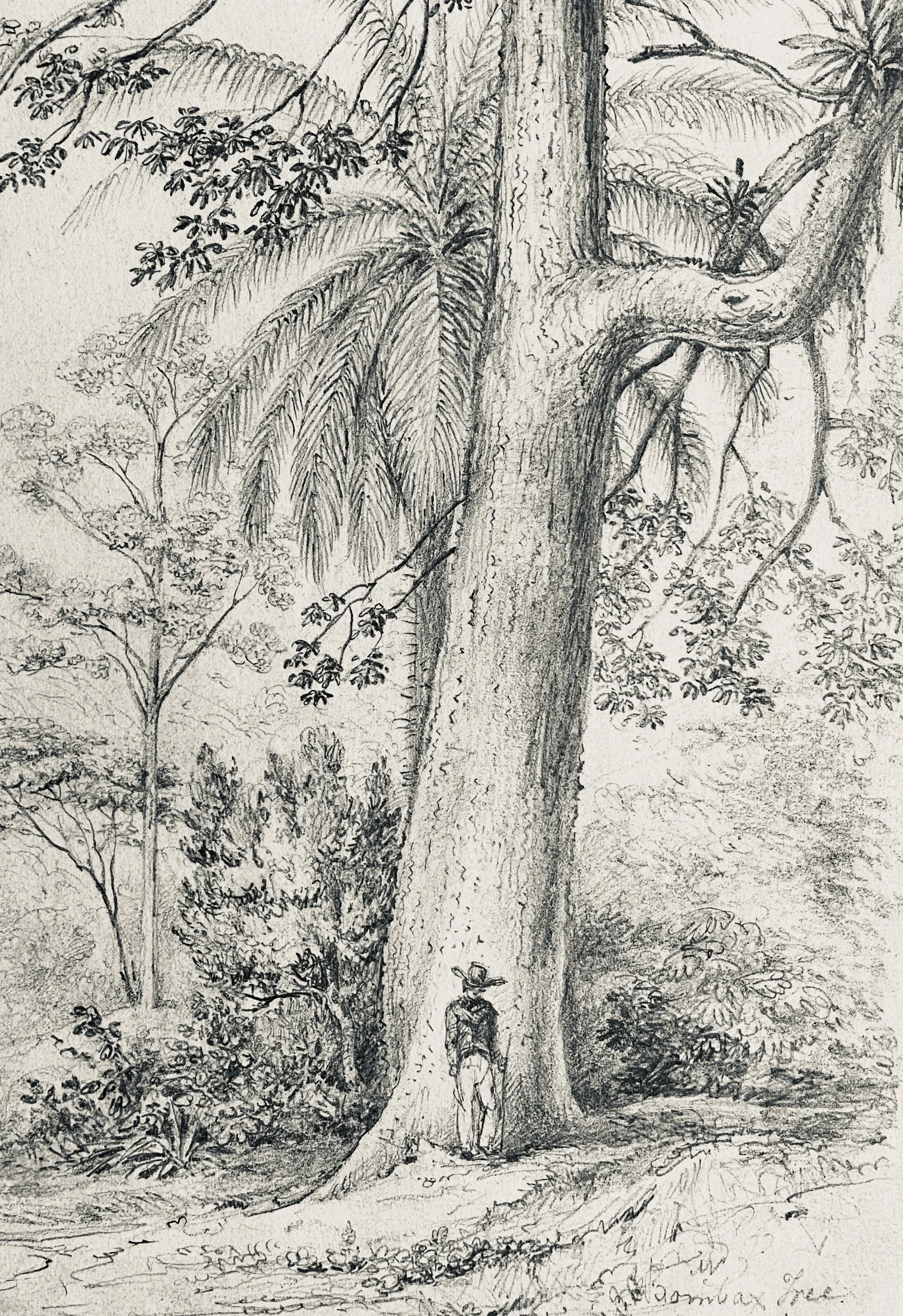 William Swainson (1789-1855), Bombax Tree, Rio de Janeiro, 1841