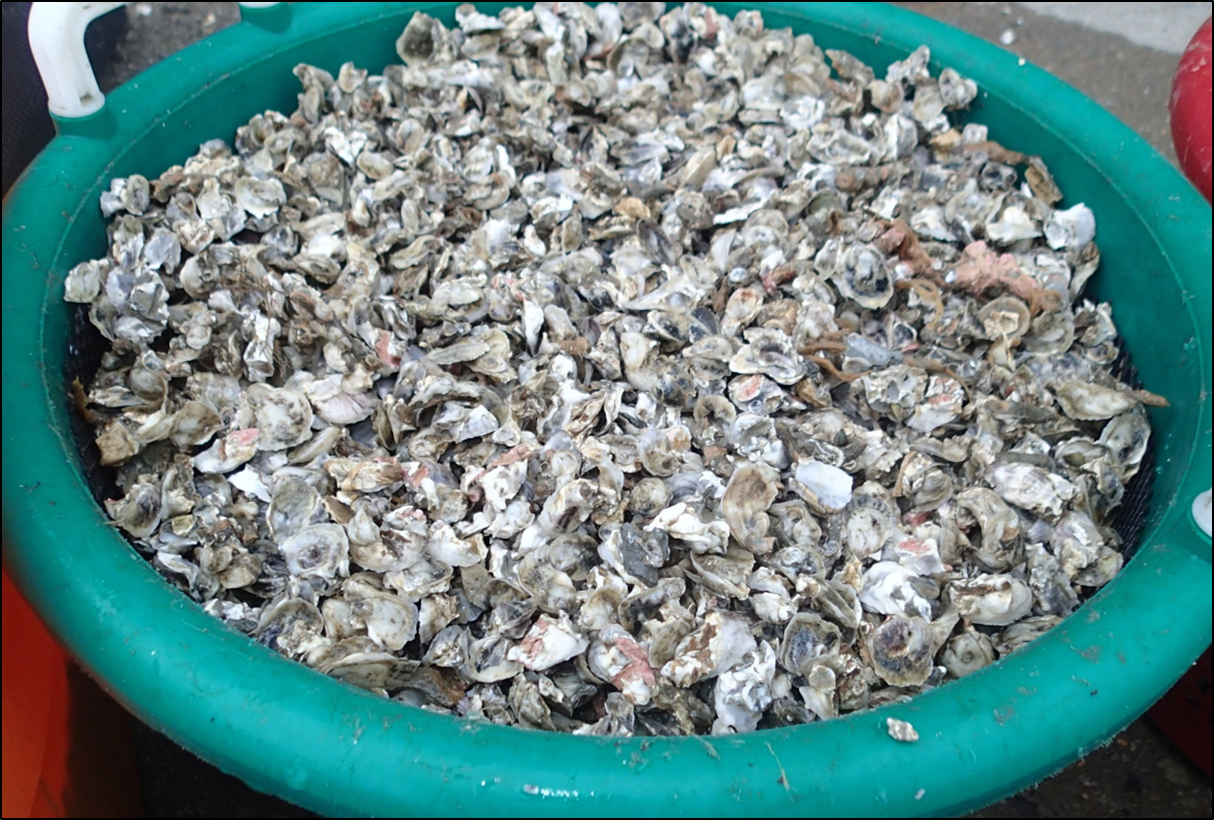 Basket of seed oysters.png