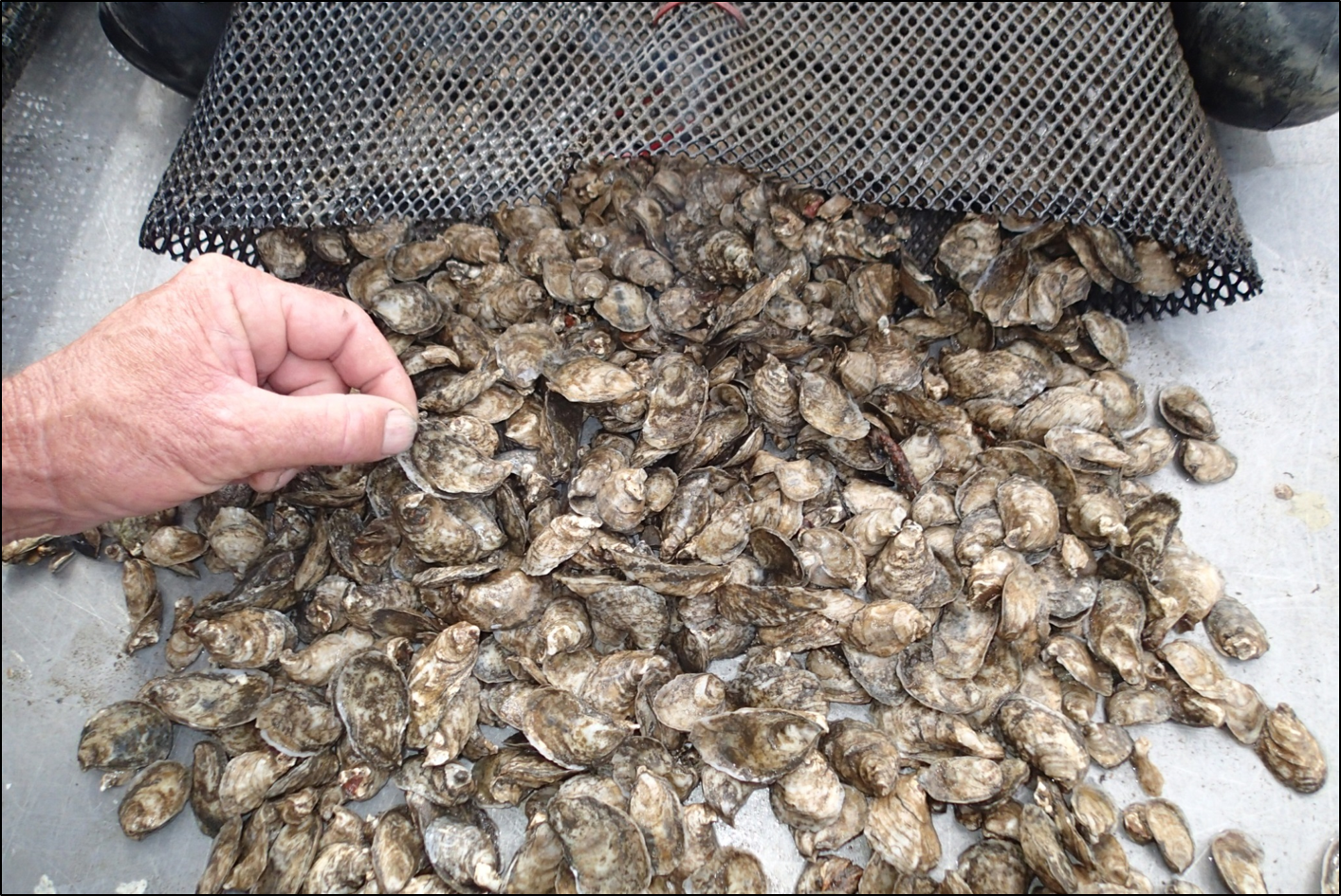 Sandbar seed oysters in bag 20180307.png