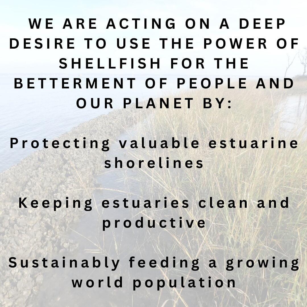 #shellfish #sustainability #livingshoreline #restoration #oysters #estuary #shoreline