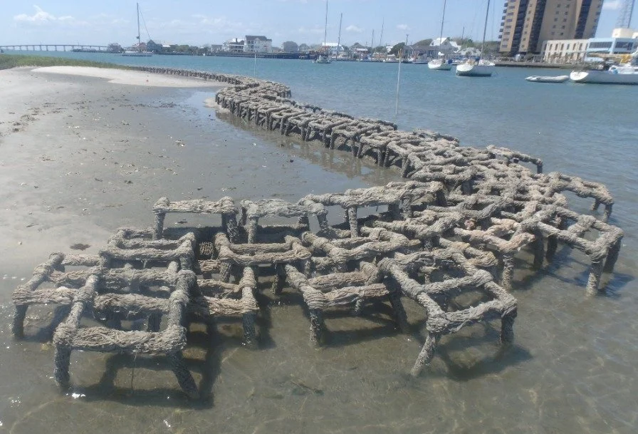 Swipe to see the transformation of this living shoreline at Sugarloaf Island, first installed in April 2024.

Oyster Catcher&trade; products help trap sediment, restoring and stabilizing the natural shoreline over time!

#livingshoreline #oysters #Su