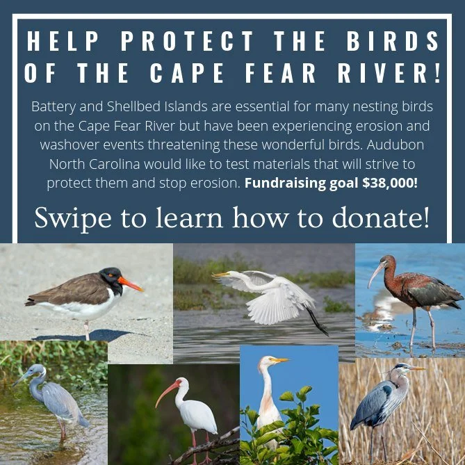 Help protect the birds of the Cape Fear River.
Battery and Shellbed Islands are eroding, threatening critical nesting habitat. Audubon NC is raising $38,000 to test shoreline protection solutions.

Swipe to see how you can help by donating.

#CapeFea