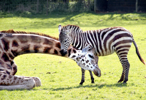 Some people seek "The Big Five" and we're all for it - but these two are on Debbie's must see list.