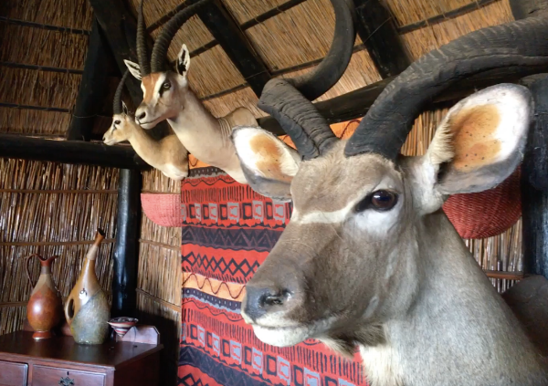 "Didn't I just see you outside?" Our lodge had a trophy room that sort of gave me the creeps.