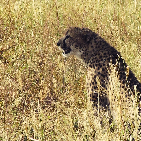 Cheetahs are hard to find so we were thrilled to see this mother and two cubs one morning. We also spotted two white rhinos with a calf. A good day out!