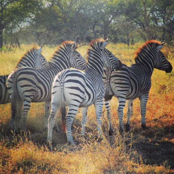 My big five are different from the usual Lion, Leopard, Elephant, Water Buffalo, and Rhino. Give me Zebra, Giraffe, Monkeys, Ostriches and Cheetah! We saw all ten except the elusive Leopard within our reserve. African Spirit Safaris delivered!