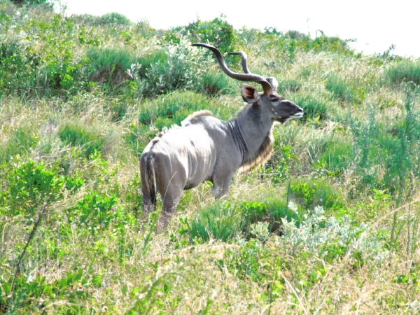 We saw a lot of these regal Kudu. An animal we'd never heard of, but came to appreciate for their quiet beauty and ability to blend into their surroundings.