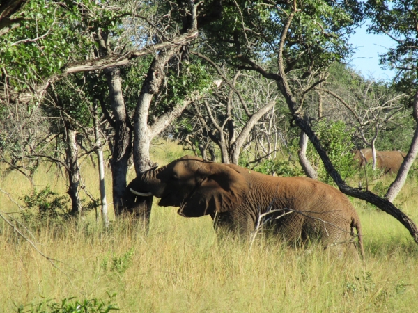 We could hear elephants cracking branches and chomping bark well before we came along side to watch breakfast being served up. This fellow is methodically stripping bark with his tusks.