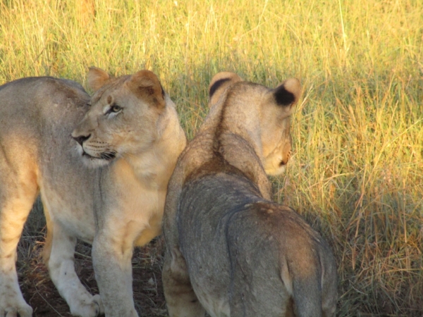 These majestic young lions were just a few yards away from our vehicle and in no hurry.