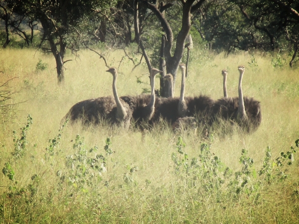 Michael kept a running tally of the animals we sighted and there were many! His favorites were the Ostriches and the Impala. Maybe we aren't Big 5 people.