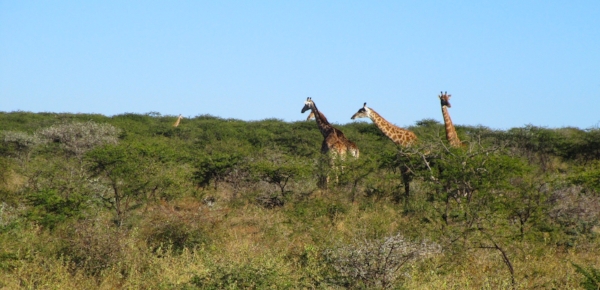 When we first sighted this herd of giraffe we counted over a dozen heads poking up from the trees. Once we got up close the little ones brought the count up to twenty!